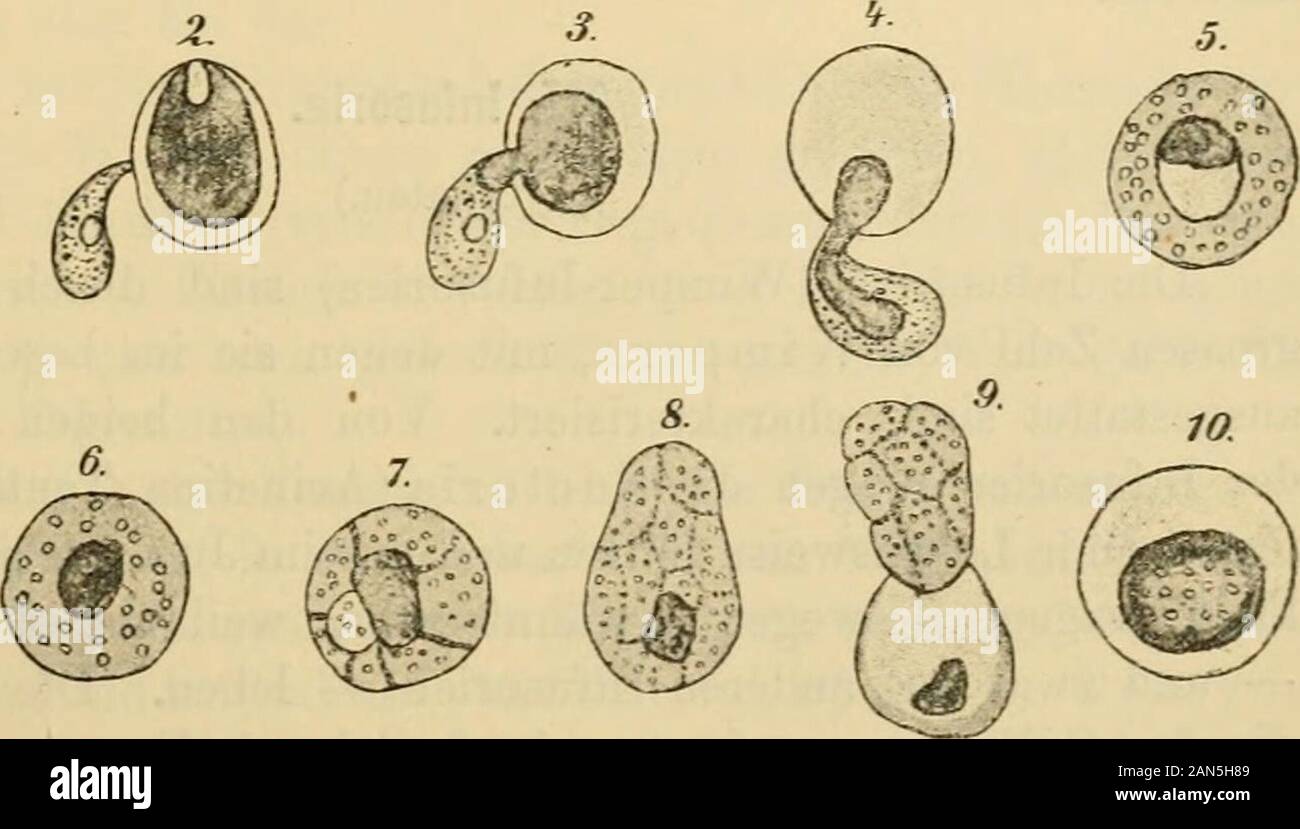 Die mikroorganismenMit besonderer berücksichtigung der ätiologie der infektionskrankheiten . Fig. 138. Colpodella pugnax nach Cienkowsky und Zopf. Starke Vergr.1. Chlamydomonaszelle mit 3 Schwärmern besetzt. 2—4. Ein Schwärmer nimmt den Inhalt derZelle allmählich in sich auf. 5—8. Verschiedene Stadien der Sporenbildung. 9. Der Nahrungs-ballen bleibt beim Austreten des Cysteninhalts zurück. 10. Dauercyste. schleifende?) Geissei, ferner Kern und kontraktile Vakuole. Sie dringenmit einem spitzen Ende in Algenzellen (Chlamydomonas) ein und nehmensaugend deren Inhalt auf. Dann gehen sie wieder in d Stock Photo