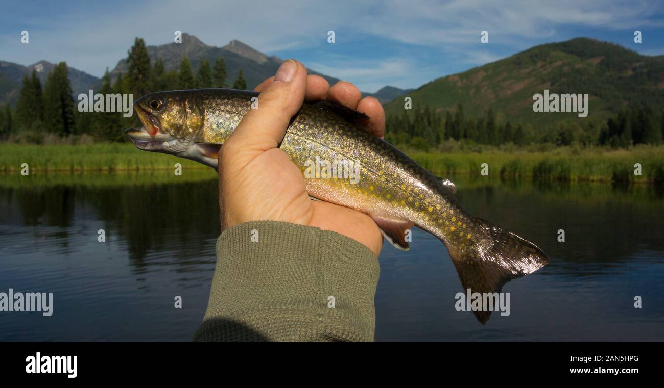 A brook trout caught on a Treatise Beginning of May Fly, in a beaver pond, on the upper end of Bull River, in Sanders County, Montana.   Salvelinus fo Stock Photo