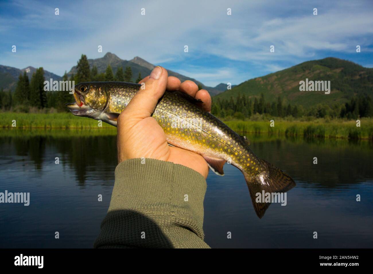 A brook trout caught on a small wet fly fly, in a beaver pond on the upper end of Bull River, in Sanders County, Montana.   Salvelinus fontinalis King Stock Photo