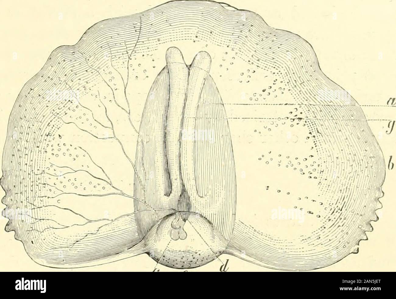 The royal natural history . larva OF Cavoliniagibbosa. GASTROPODS. 369. f * Gleba cordata. a, Body b, Fin Proboscis. Mediterranean, and it probably also occurs in the Atlantic. The second species, ofwhich only the shell is known, was found in New Zealand. Cymbuliopsis andGleba are the two remaininggenera of this famity. Front - Gilled Group,—Order Prosobranchiata. The Prosobranchs, which include the majority of marine gastropods and a few groups of terrestrial forms, are always contained within or protected by a shell, and organised for crawling. The branchial or pulmonary cavity is in advance Stock Photo