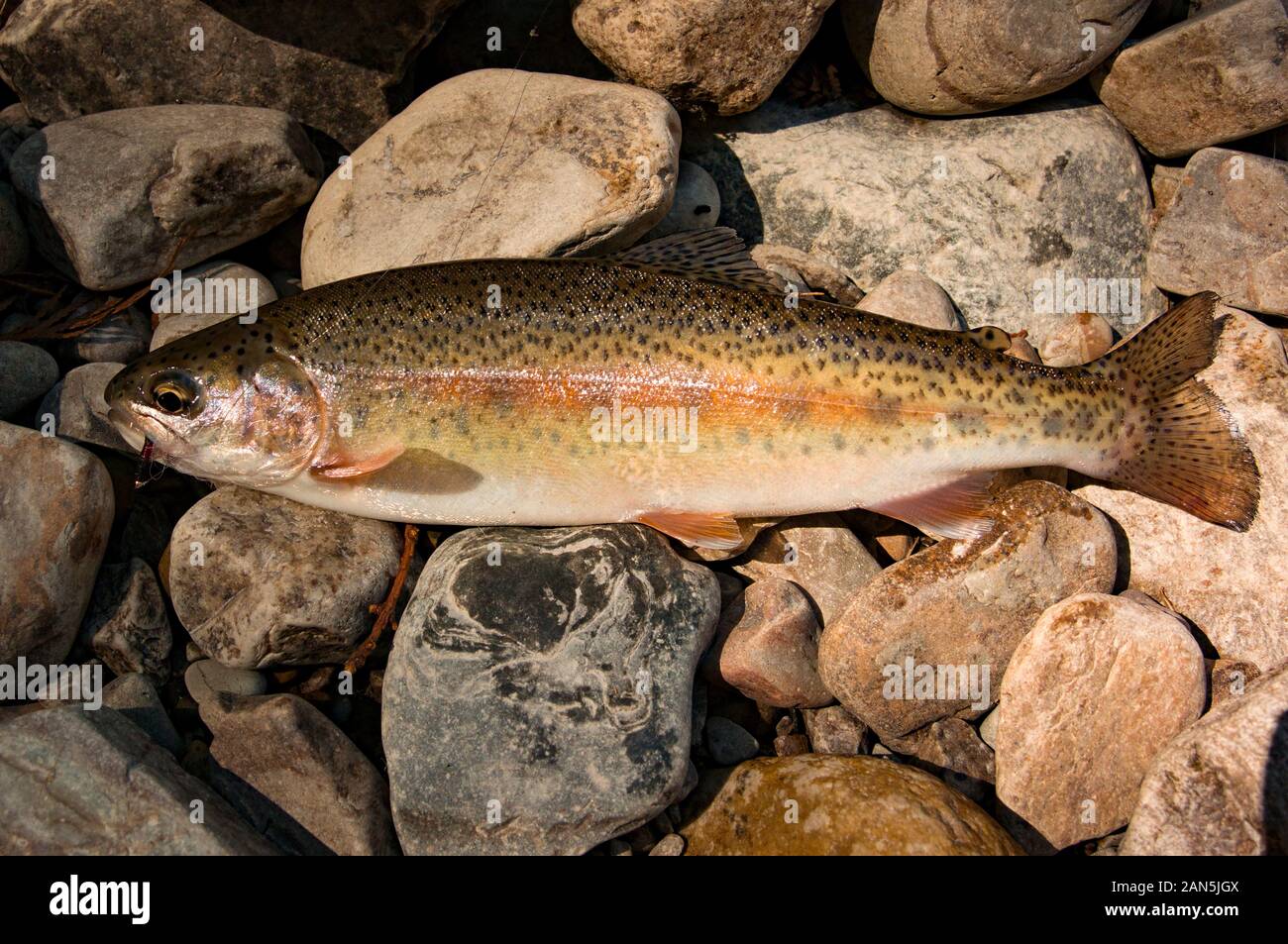 A native redband rainbow trout caught on a #12 Royal Coachman streamer fly,  on the lower end of Ross Creek, in Lincoln County, Montana. Oncorhynchu  Stock Photo - Alamy