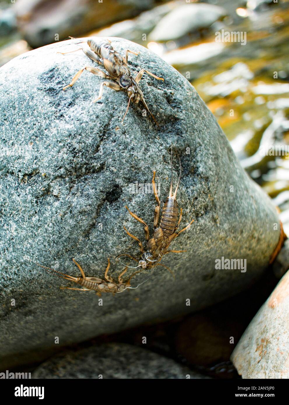 Stonefly hulls on a rock along the North Fork of Callahan Creek, in Lincoln County, Montana  Kingdom: Animalia Phylum: Arthropoda Class: Insecta Order Stock Photo