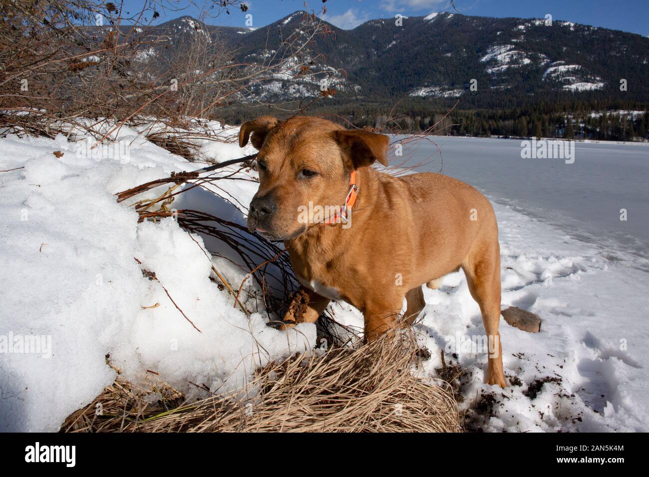 Bubba, hunting for muskrats along the edge of a frozen Bull Lake in Sanders County, Montana.  Bubba is a mixed breed dog that was rescued from a no-ki Stock Photo