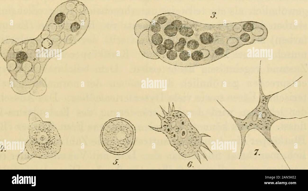 Die mikroorganismenMit besonderer berücksichtigung der ätiologie der infektionskrankheiten . Fig. 130. Amöben. 1. Amöbe des normalen Stuhls. Yergr. c. 600. 2. u. 3 Amöbe des Dysen-teriestuhls mit Vakuolen und roten Blutkörperchen (Kruse u. Pasquale) 4. Amöben ausStrohinrus. 5. Cyste derselben (K. u. P.). 6. Amoeba spinosa. 7. Amoeba reticularis (beidesehr stark vergrössert nach Celli u. Fiocca). grossen Zahl von Beobachtungen ergiebt; im einzelnen Fall kann manoft gerade das umgekehrte Resultat erhalten; so bestimmte z. B. Roos(A. P. 33) die Amöben bei einem echten Fall von Dysenterie auf 15—2 Stock Photo