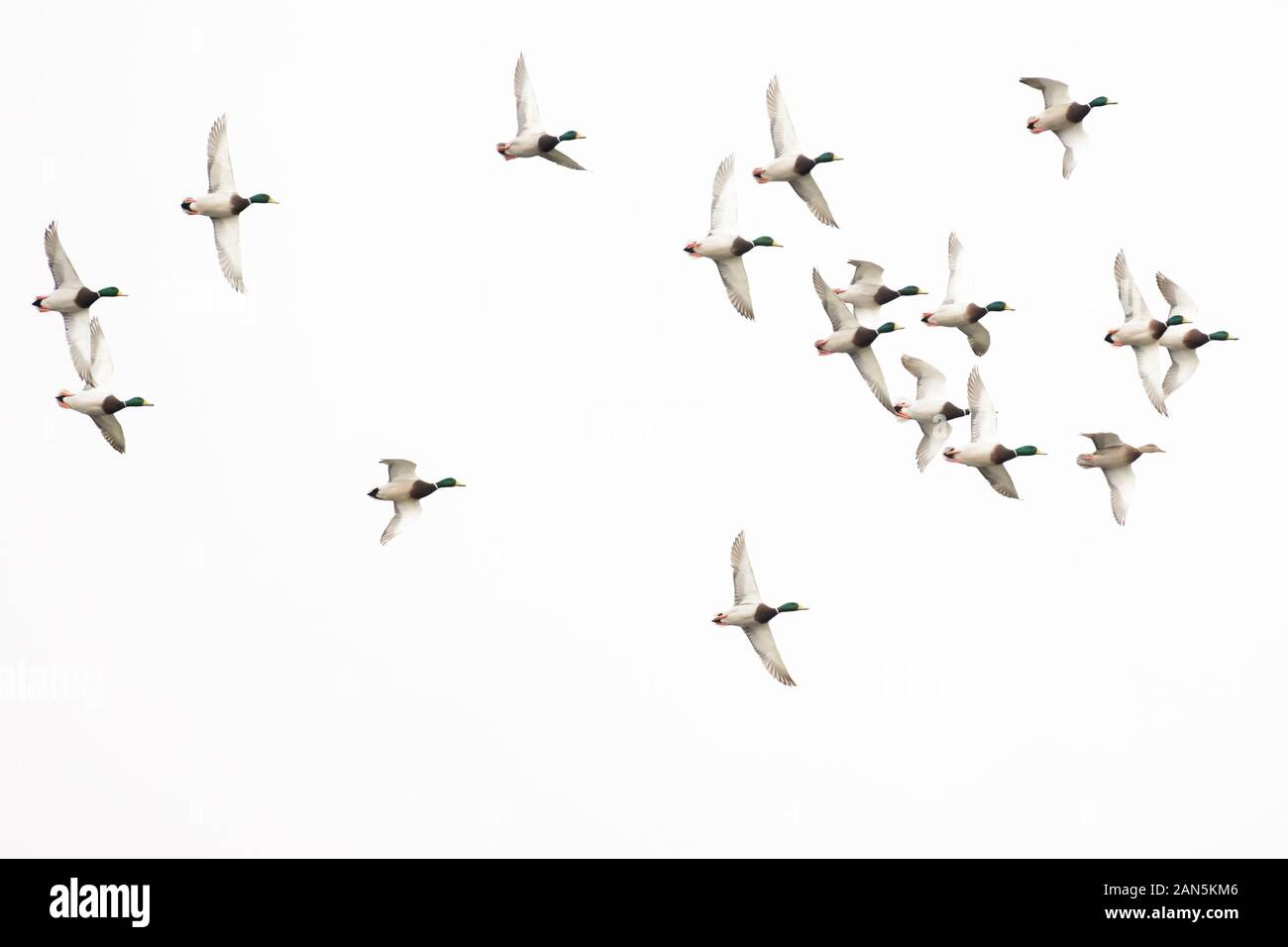 Large flock of mallard drake mallard ducks Stock Photo