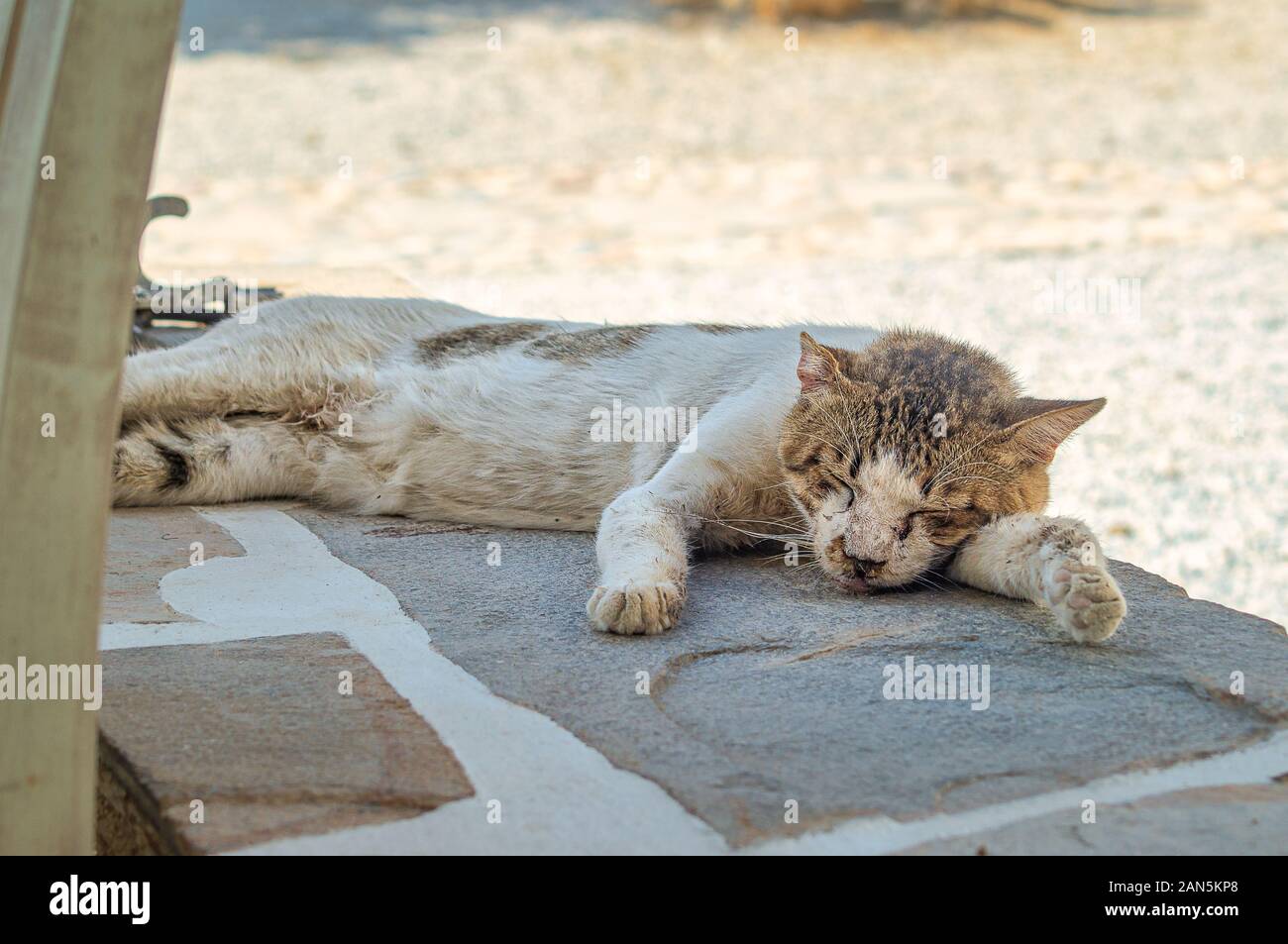 Cute ginger cat stretched out and relaxing on terrace in the garden. Stock Photo