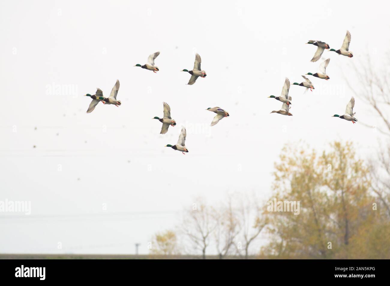 Large flock of mallard drake mallard ducks Stock Photo