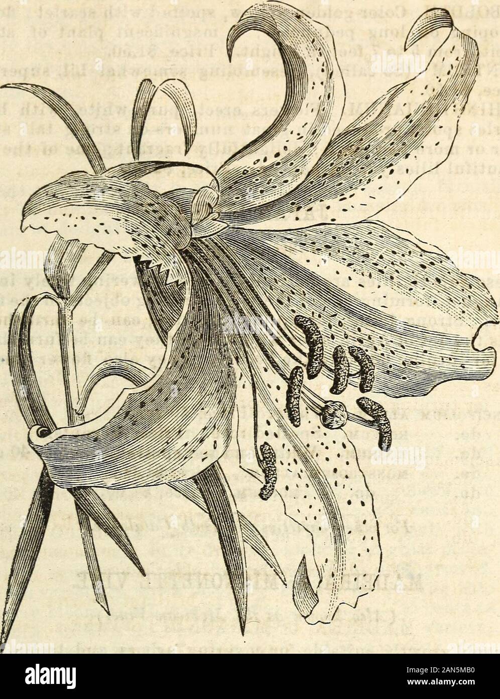 Dreer's garden calendar 1872 . dreers garden calendar. isa. This superb Lily lias flowers from ten to twelve inches across,composed of six delicate white ivory-like petals, each beingthickly studded with rich chocolate-crimson spots, and having abright golden band through the centre of each petal, with anexquisite vanilla-like perfume. As the bulbs acquire age andstrength, the flowers obtain their maximum size and number.Upwards of twelve flowers have been produced on a single stem.It is perfectly hardy in dry soils, and is also admirably adaptedfor pot culture. Strong flowering bulbs, $1.00 t Stock Photo