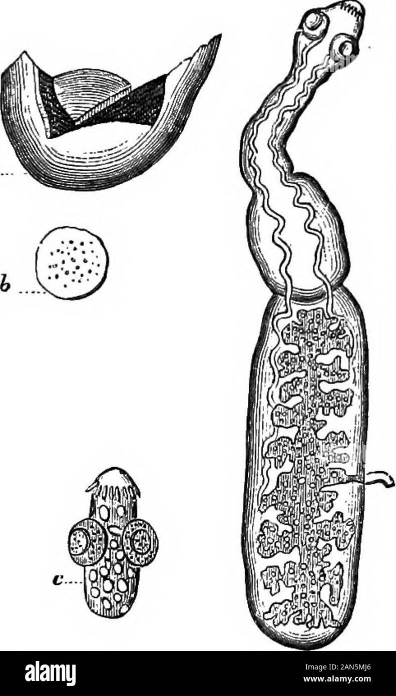 An illustrated encyclopædic medical dictionaryBeing a dictionary of the technical terms used by writers on medicine and the collateral sciences, in the Latin, English, French and German languages . Badiata or Zoophyta; of contemporary writers, a class of the An-nuloida or a phylum of the Coelomata^ including amma,ls such asthe star-fishes, sea-cucumbers, and sea-urchins. [L, 121,147, 231.] ECHINODEKMATOUS, adj. E^k-in-o-durma^t-us. From ^yifos, a hedgehog, and Sipfia. the skin. Fr., kchinoderme, ichino- dermaire. 1. Having the surface of the body covered with spines. 2. Pertaining to the Echin Stock Photo