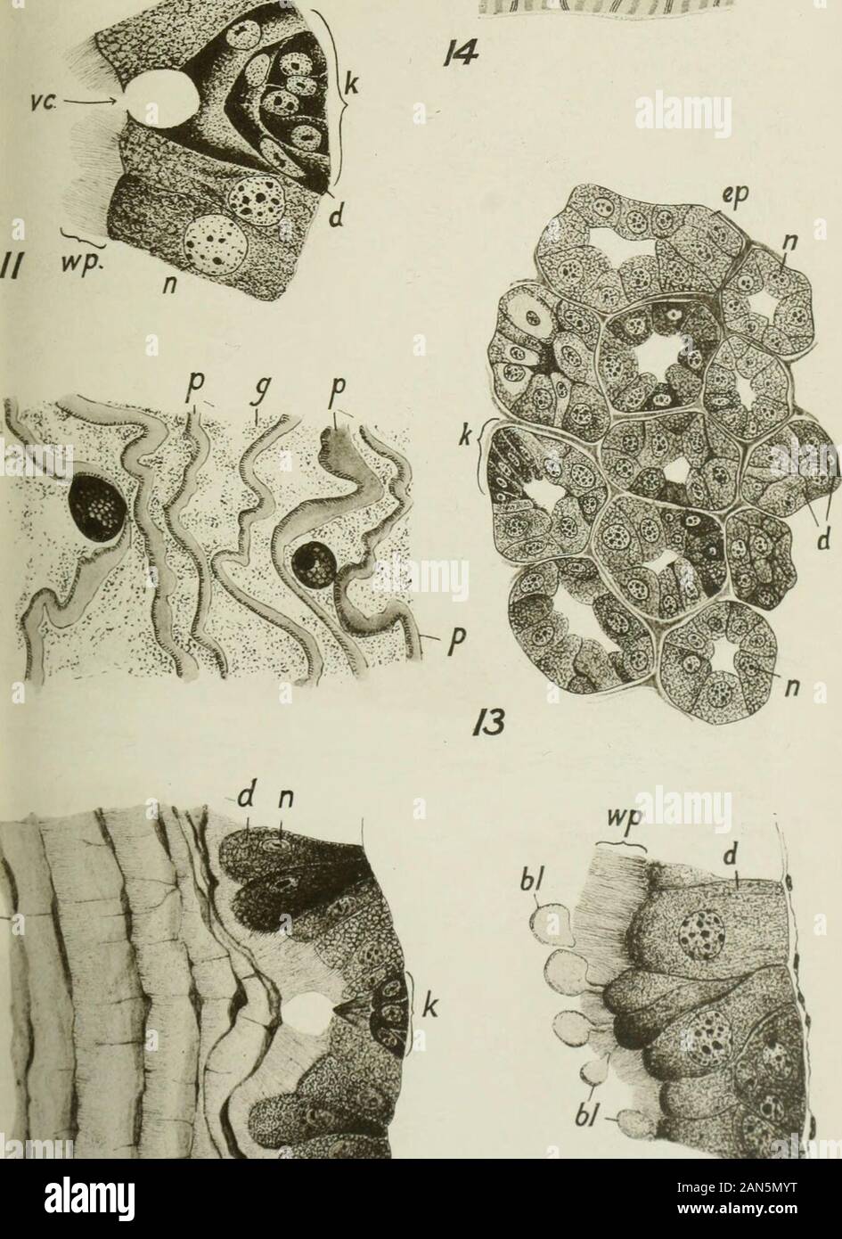 Quarterly journal of microscopical science . Quart. Journ.Micr.Sci. Vol.66, N.S.,PU6. # l *. ? * / m p Stock Photo