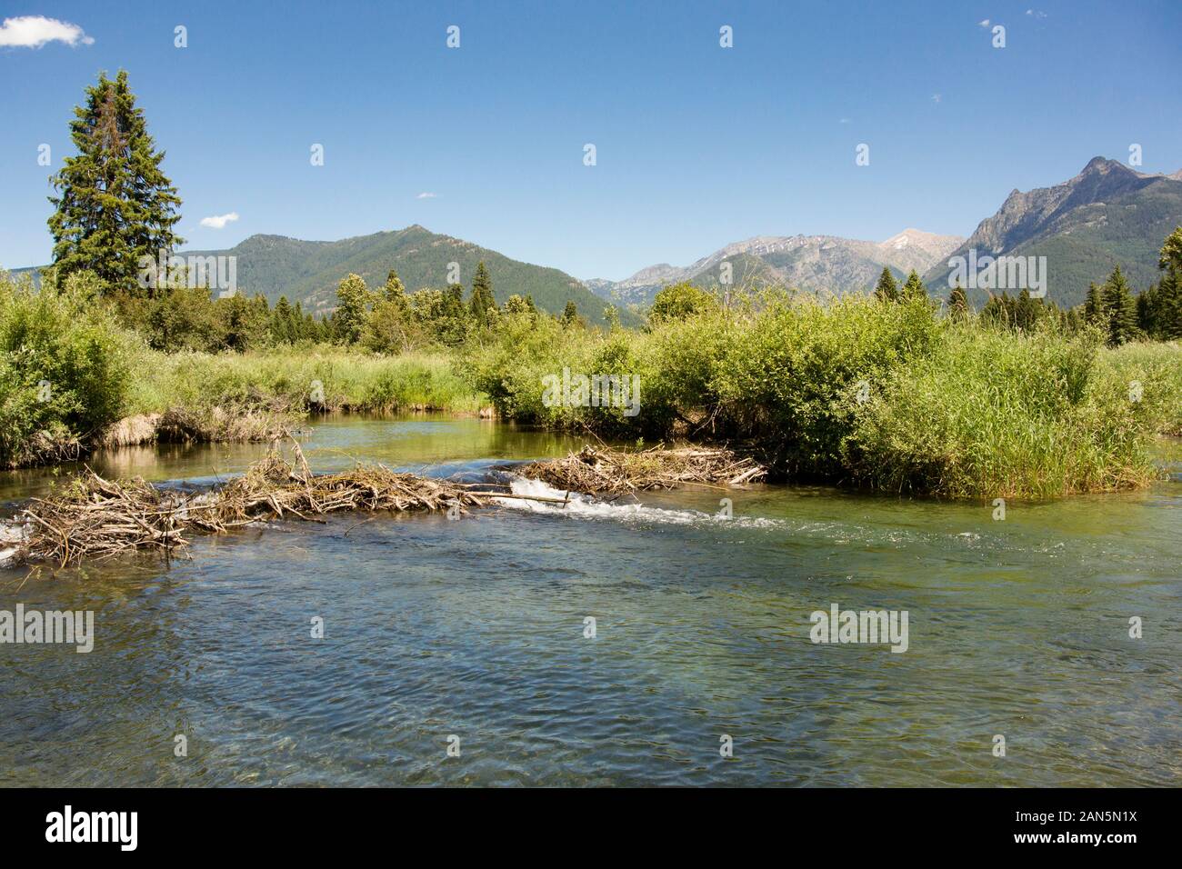 A beaver dam across a side channel of the upper end of Bull River, with