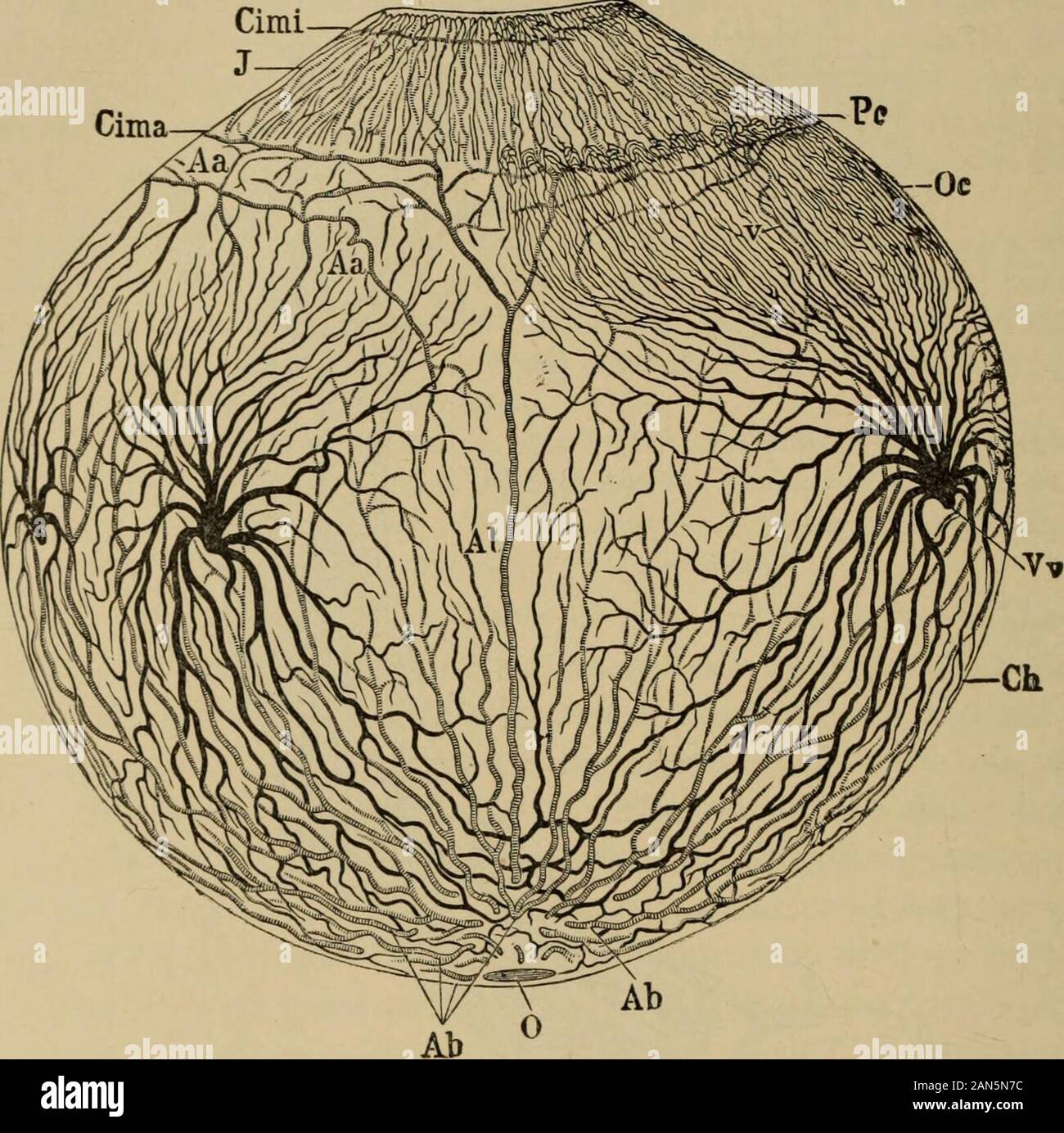 Text-book of ophthalmology . eye as anterior ciliary veins, eu With the latter Schlemms canal, n, forms anastomoses. The system of conjunctival vessels consists of the posterior conjunctival vessels, o and 01. Thesecommunicate with those branches of the anterior ciliary vessels which run to meet them; that is, withthe anterior conjunctival vessels, p, and form with these the marginal loops of the cornea, q. O, opticnerve; S, its sheath; Sc, sclera; A, chorioid; N, retina; L, lens; H, cornea; R, internal rectus; B, con-junctiva. 380 TEXT-BOOK OF OPHTHALMOLOGY gin (Fig. 153, i). Shortly before t Stock Photo