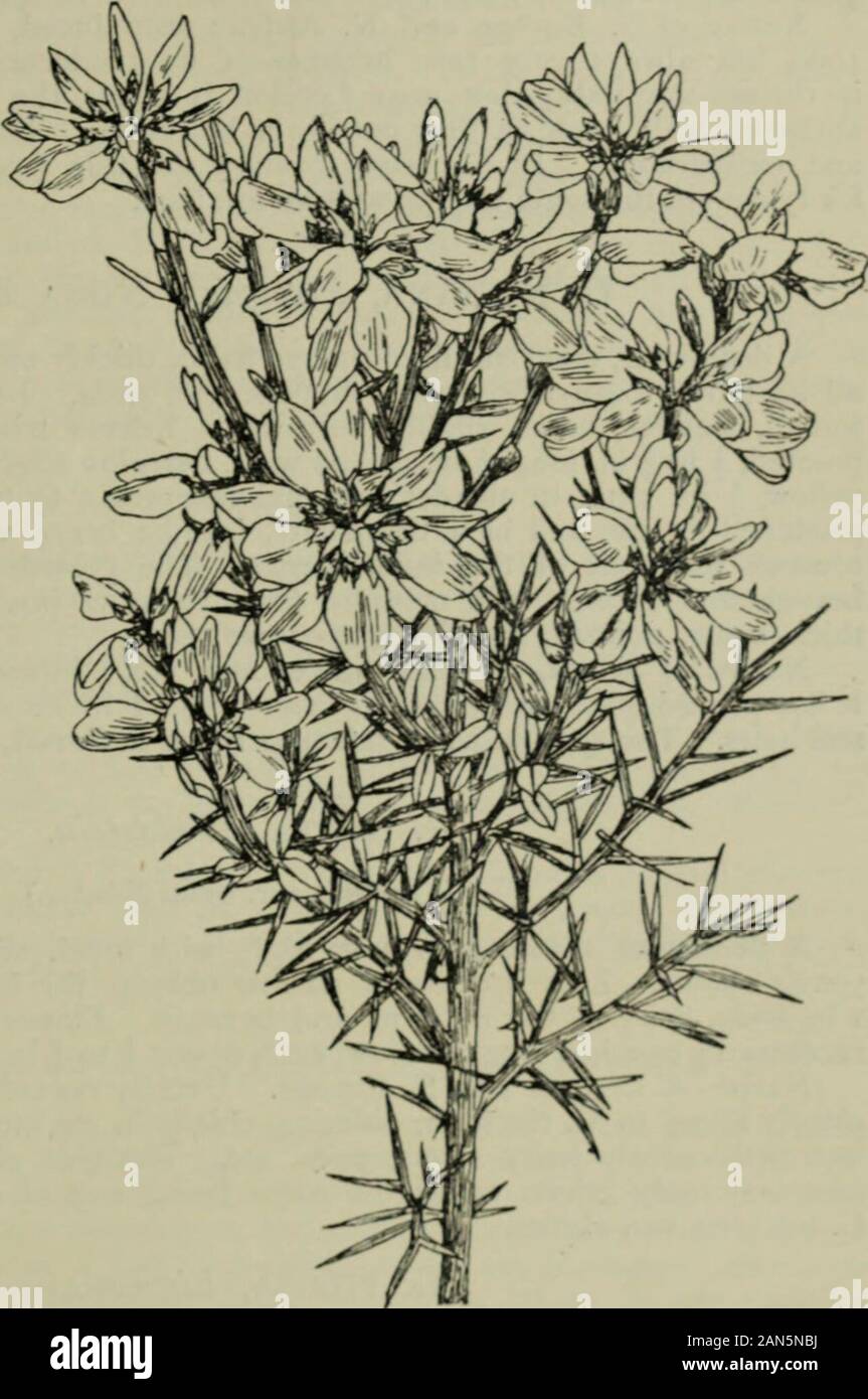 Trees and shrubs, hardy in the British isles . IDA,De Caiidollc. A dwarf, flat-topped,very spiny shrub ofclose, tufted habit ;stems grooved, oppo-site, rigid, ending in asharp spine, and moreor less clothed withshort silky hairs.Leaves opposite, min-ute, trifoliolate, com-posed of three linearleaflets  in. or so long,covered with silkyhairs. Flowers  in.long, produced insmall tenninal heads,three to eight together,standing just clear ofthe branches ; yellow.Calyx, flower-stalk,and pod hairy. Native of S. W.Europe ; introduced in1821. Although hardyenough, it does notalways flower freely,and Stock Photo