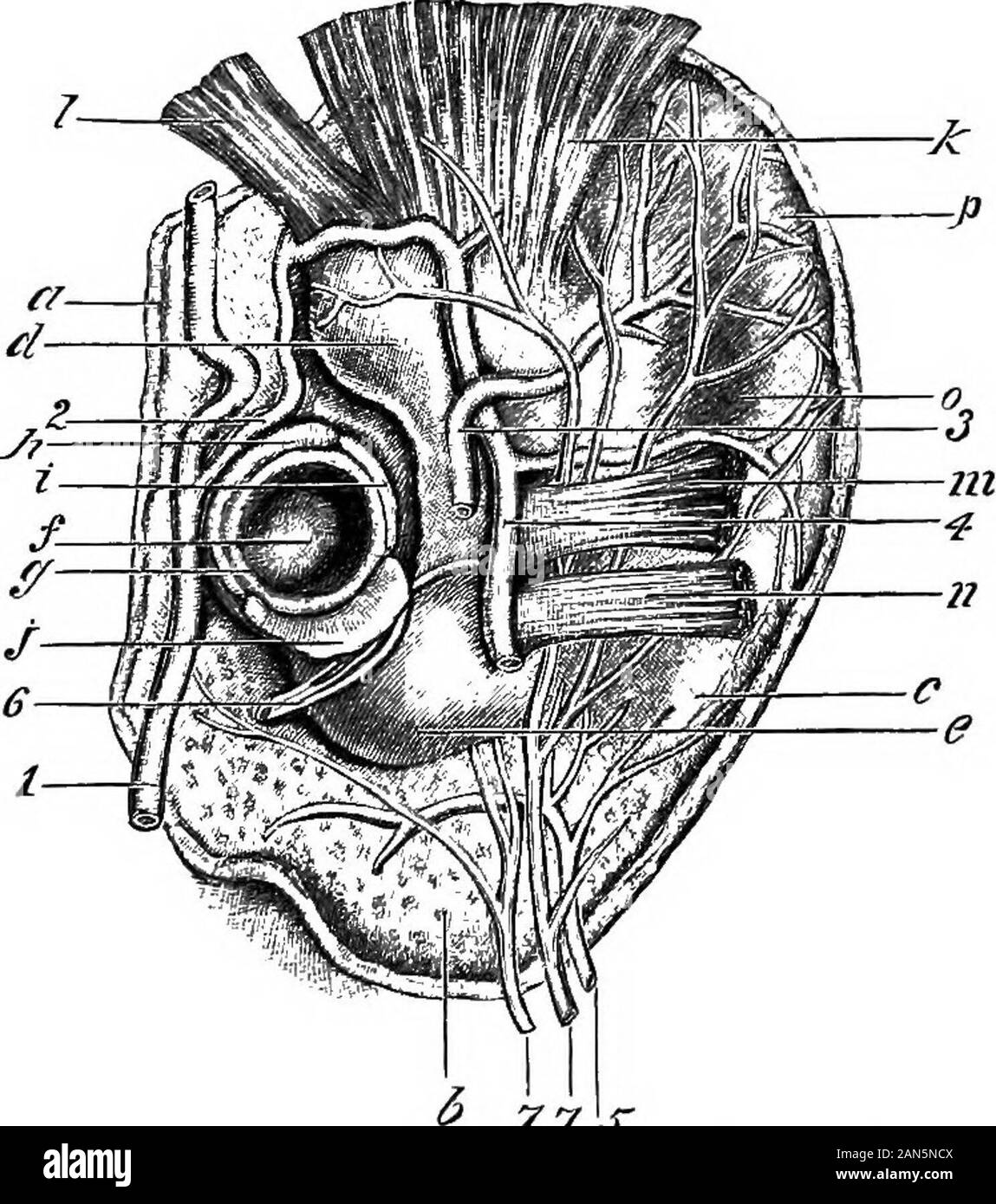 An illustrated encyclopædic medical dictionaryBeing a dictionary of the technical terms used by writers on medicine and the collateral sciences, in the Latin, English, French and German languages . THE EXTERNAL SURFACE OF THE AURICLE. (aPTBR bSrAUD.)a, spction of the skin ; b. cellular fatty tissue of the lol)ule, d, external opening of theauditory canal; e, the concha; /, the tragus; g, the antitragus; A, the. helix; t, the cavityof the he]iz;7, the antbelix; «,the two hranches of the antheliz ; /, the fossa of the anthe-1iz; m, the traincus muscle; n, the antitragicus mnscle; o, the great mu Stock Photo