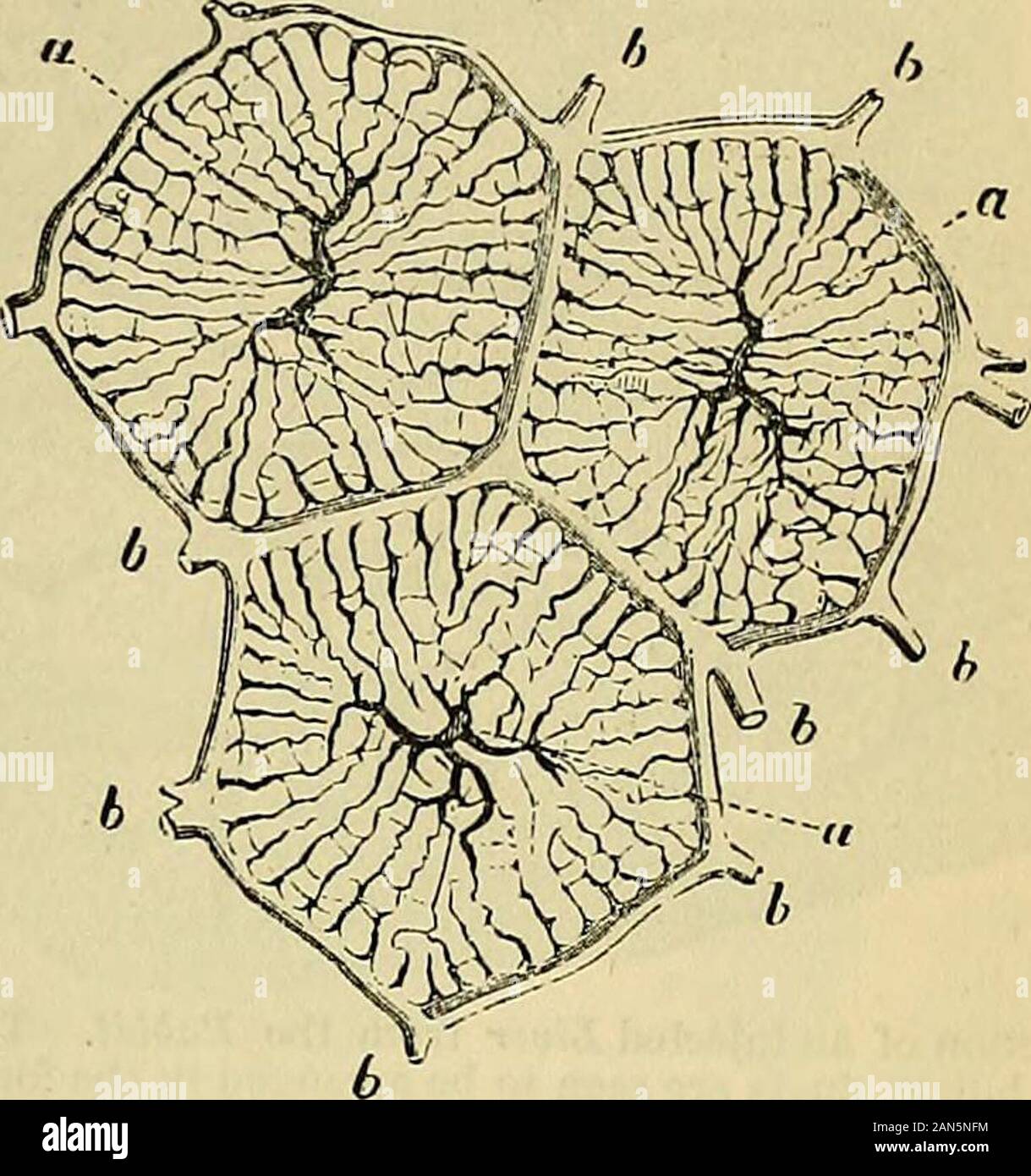 Carpenter's principles of human physiology . hroughout the entireLiver. To these vessels, the nameof inte?-obular Veins was given byMr. Kiernan.* They ramify in thecapsules of the lobules, coveringwith their ramifications the wholeexternal surface of these ; and thenenter their substance. When theyenter the lobules, they are termedlobular veins; and the plexusformed by their convergence fromthe circumference of each lobule to-wards its centre is designated asthe lobular venous plexus. The ulti-mate ramifications terminate in thoseof the intra-lobular, which dischargethemselves into the sub-lo Stock Photo