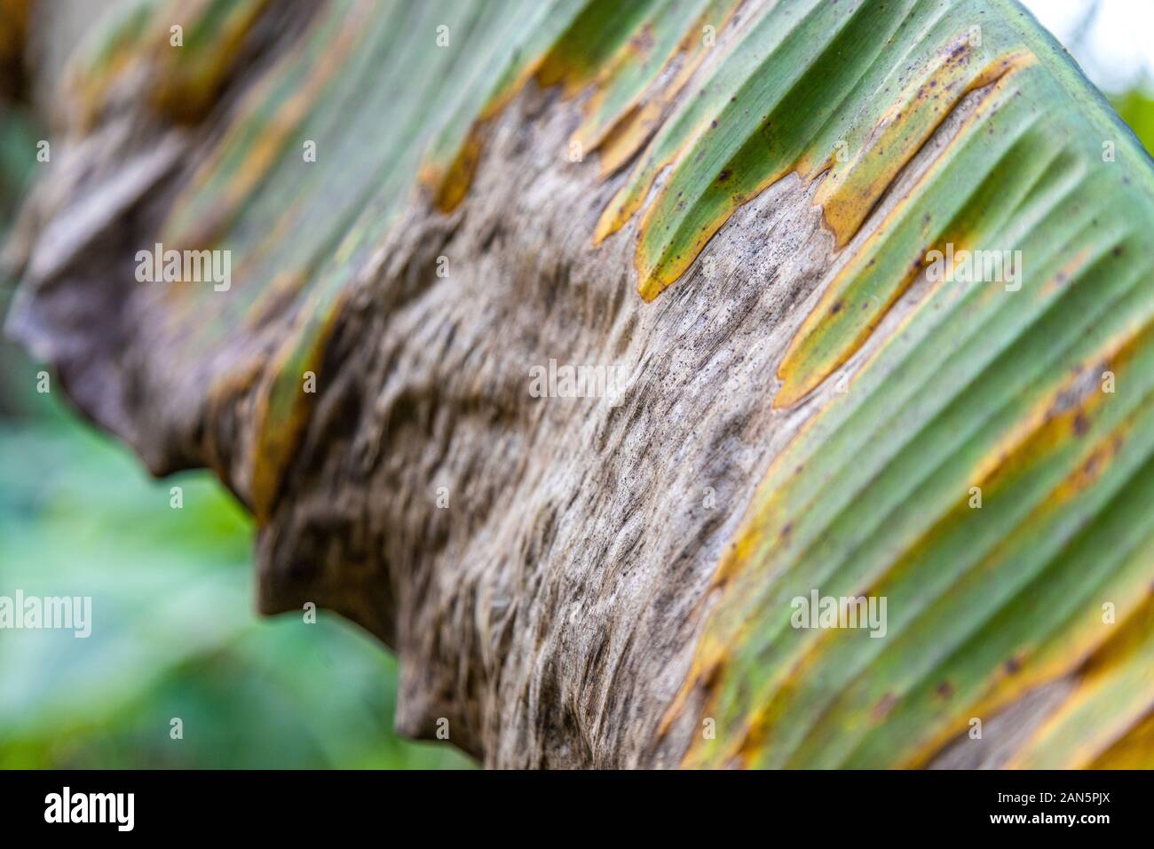 Banana tree disease, Symptoms of black sigatoka on banana foliage