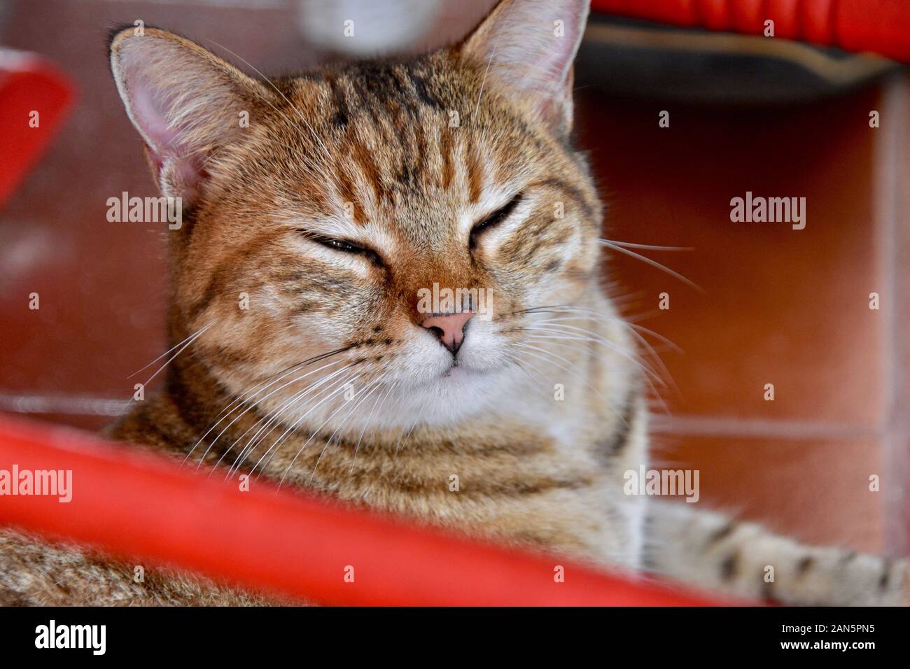 Close up of a sleepy tabby cat resting under a red rocking chair. Rincon, Puerto Rico. Stock Photo