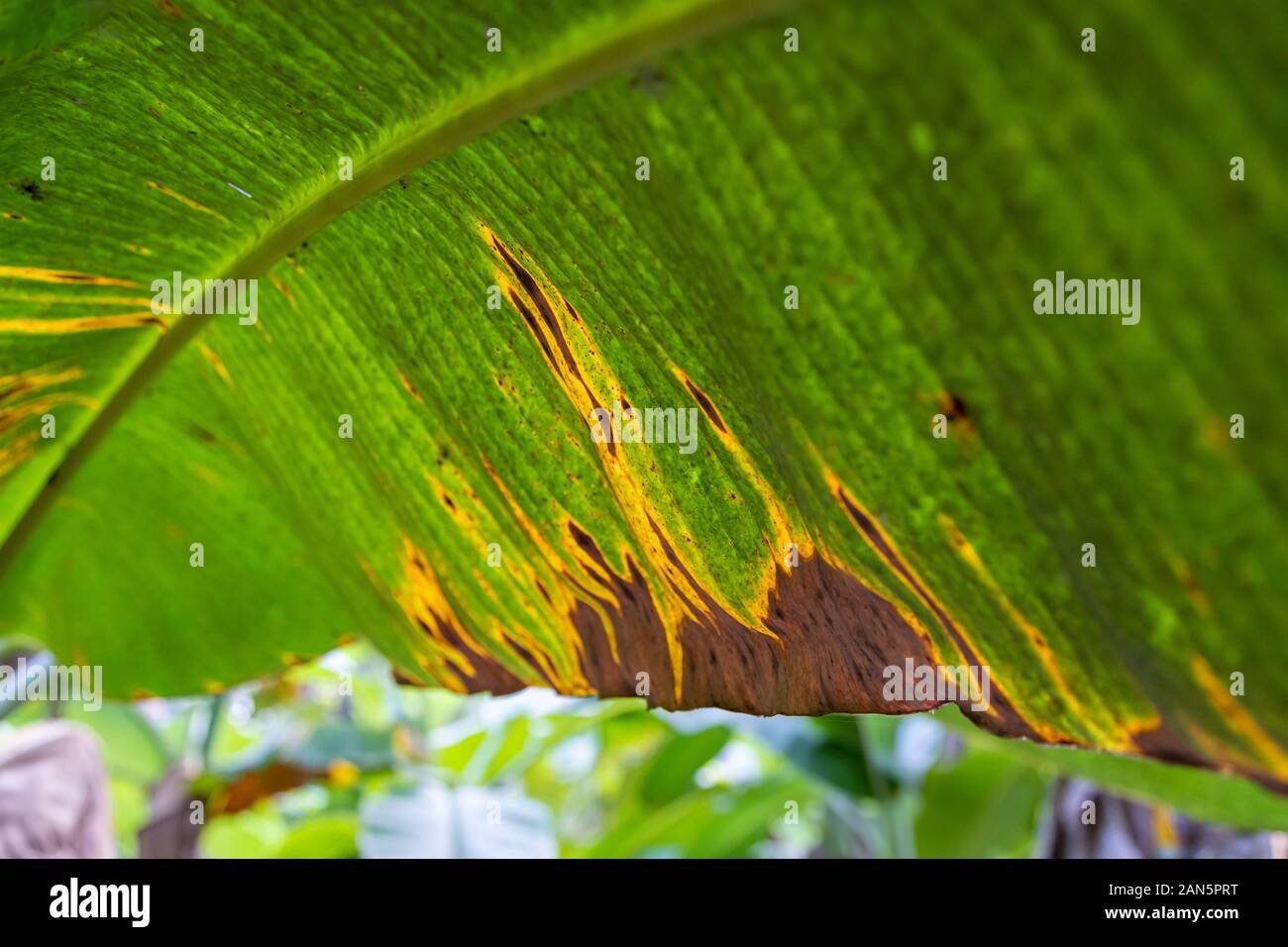 Banana tree disease, Symptoms of black sigatoka on banana foliage