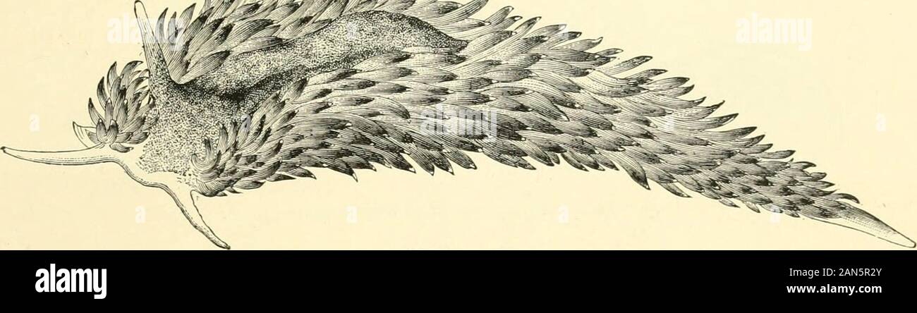The Royal Natural History A The Largest Of The British Species