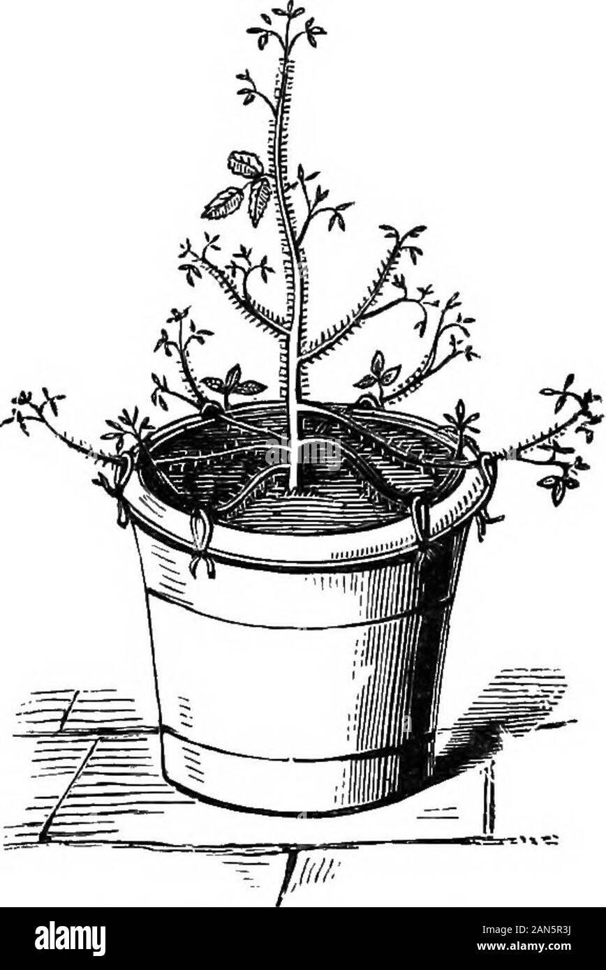 Observations on the cultivation of roses in pots; including The autobiography of a pot-rose . o wait till the last week of Decem-ber, which was the commencement of the forcing season.The operation of pruning this winter seemed much moredifficult than before ; I had a great number of branches,some weak and some strong, some well and some ill- THE AUTOBIOGRAPHY OF A POT-ROSE. 75 placed. It was evidently a puzzle, even to John, whatto do for the best; and he walked round me, and lookedat me for some time before he could make up his mindto begin. At last he seemed to have decided whichshoots shoul Stock Photo