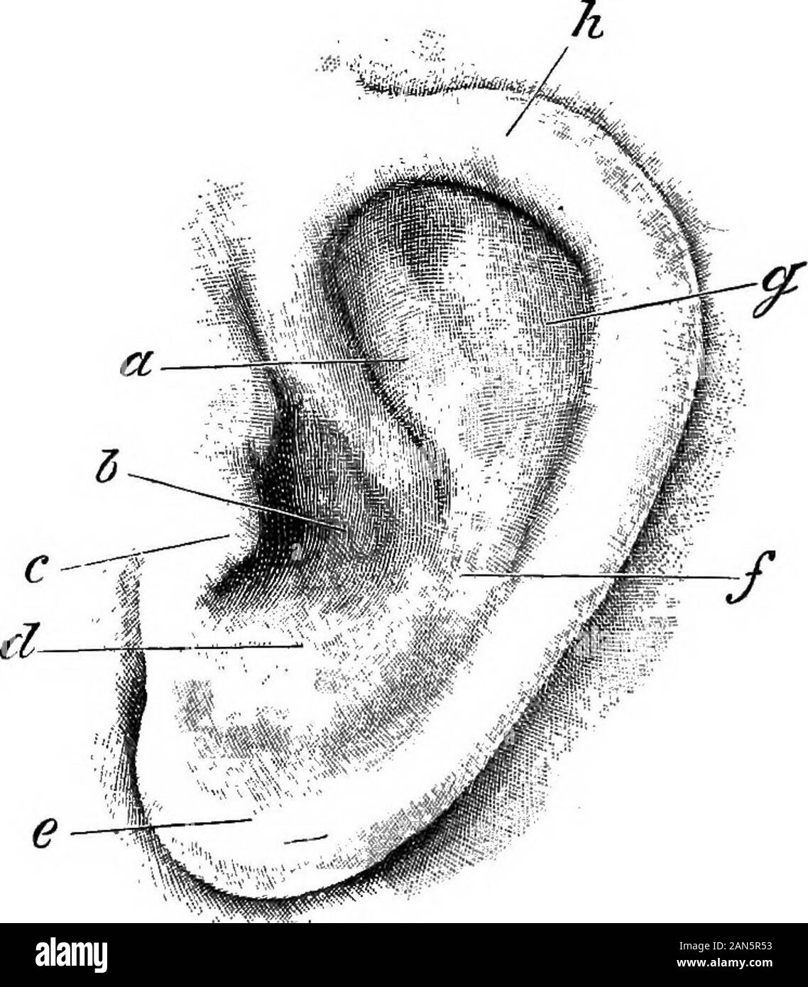 An illustrated encyclopÃ¦dic medical dictionaryBeing a dictionary of the technical terms used by writers on medicine and the collateral sciences, in the Latin, English, French and German languages . E. bones.See OssicuLA auditits.â^. cockle. The purples; a disease inwheat caused by the presence of worms of the genus Vibrio. Thegrain becomes blackened, contracted, and mealy within, [B, 19,275 (a, 24).]âE. cough. See under CouoH.âE.-crystal. OfHuschke, see Otolith.âE.-drop. See the major list.âÂ£.-drum.See Tympanum.âE. giddiness. See Meniere^s disease.âE.-pick.Lat,, auriscalpium. Fr,, cure-oreiV Stock Photo