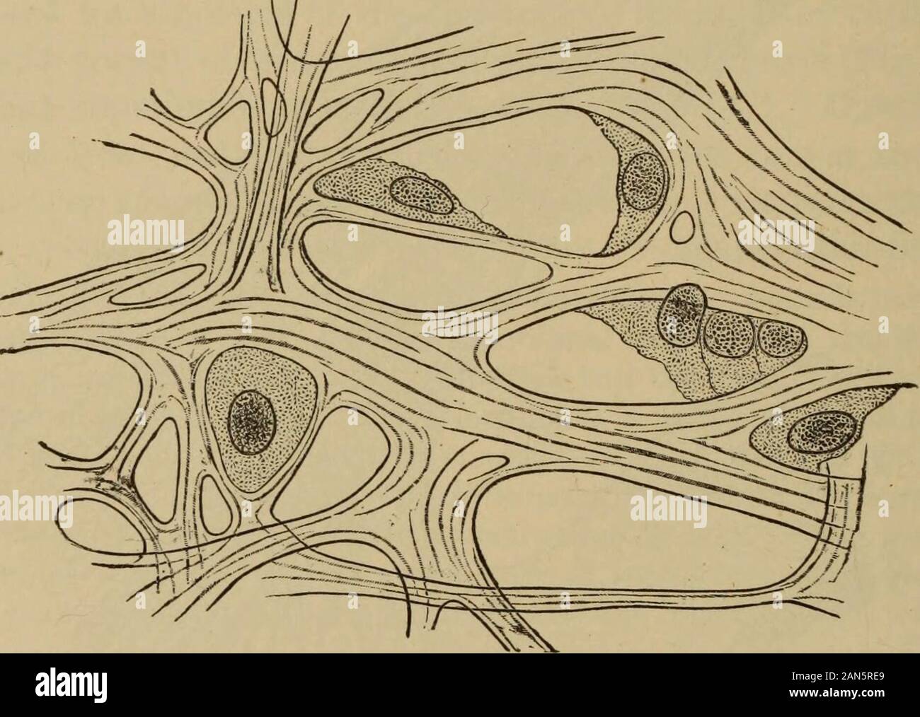 Text-book of ophthalmology . r capsule of the lens, and at its margin by the tissue of the liga-mentum pectinatum, beneath which lie Schlemms canal and the anterior 374 TEXT-BOOK OF OPHTHALMOLOGY border of the ciliary body. Even under normal conditions the depth of theanterior chamber is variable. It is greatest in the eyes of the young, anddiminishes with advancing age. Myopic eyes have a deep anterior chamber,hyperopic eyes a shallow one. Even in the same eye the depth of the ante-rior chamber varies, as it becomes shallower during the accommodative actfrom the protrusion of the anterior sur Stock Photo