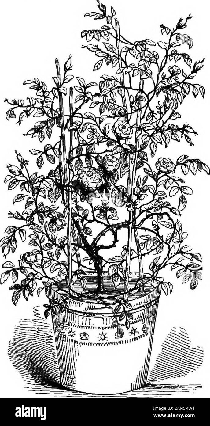 Observations on the cultivation of roses in pots; including The autobiography of a pot-rose . No. 6—Twiner, Pruned. duced, but a strong well-ordered plant was obtained in ashort space of time. Now let us look to the future.The main object in pruning now is to obtain flowers.To secure this end the three leading shoots may beshortened level with the tops of the sticks, the lateralshoot (there is but one in this instance) cut back to four THE CULTIVATION OF ROSES IN POTS. 37 or five eyes, and the probable result will be a treecovered with bloom, resembling in some measure theaccompanying engravin Stock Photo