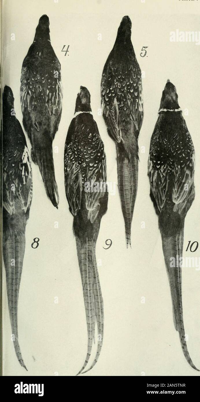 Journal of experimental zoology .  7. Prince of Wales X ring neck experiment. 1 Prince of Wales, P. principalis cf • 2 Ring neck P. torquatus, c? (type of ring neck stock). 3 F, cf (intermediate tail bars, rump color, neck-ring and wing coverts). 138 PLATE 7. )o c?cr Produced by crossing 9 Fi back to P. principalis cf-. Figure closest approach to pure principalis; Xo. 831.• 10 Fo c? cT arranged from small neck ring on left to large neck ring onither characters do not show well in plate. 139 HYBRIDIZATION AMONG DUCKS AND PHKASAXTS JOHN C. PHILLIPS PLATE 8 Stock Photo
