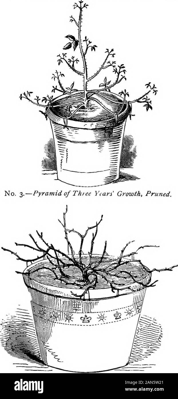 Observations on the cultivation of roses in pots; including The autobiography of a pot-rose . No. 2.—Pyramid of Two Years Growth in Bloom, The accompanying illustrations (Nos. 4 and 5) willconvey our idea of the form they should assume betterthan a detailed account of treatment. This wouldindeed be nearly a repetition of the last mode; thedifference is, they require shortening to two, three, orfour eyes in order to preserve the plant handsome anddevelop the eyes capable of producing the finest flowers.As the shoots rarely exceed a few inches in growth, and 14 THE CULTIVATION OF ROSES IN POTS.. Stock Photo