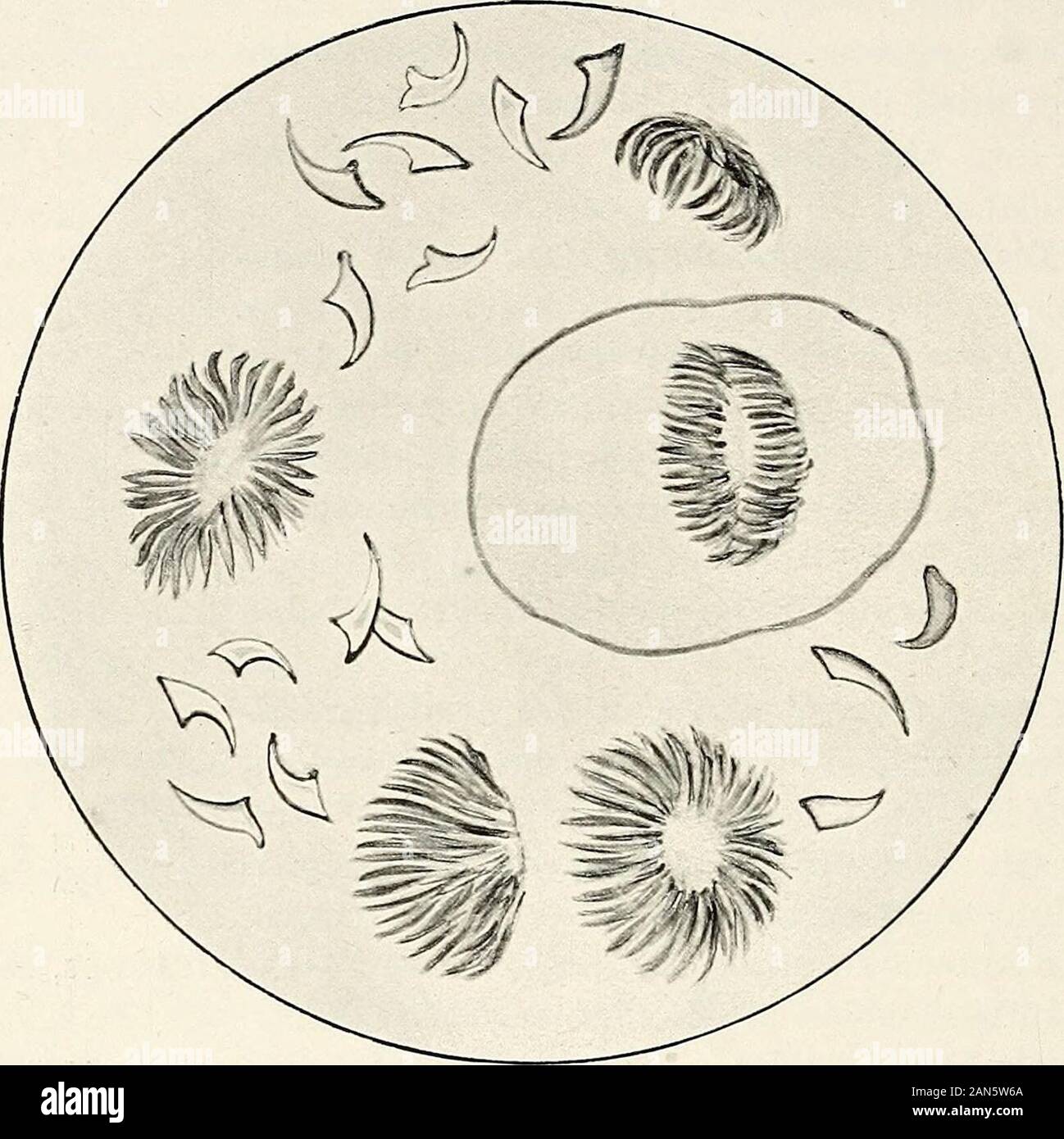 Gynaecology for students and practitioners . Fig. 154. Tricho-monas VaginalisHighly magnified(H. Futh). It is very difficult to prove the parasitic nature of vulvitis andcolpitis in children, but in cases where the gonococcus cannot bedemonstrated, careful search for the oxym^is should be made, and thebowel washed out with infusion of quassia. The vaginitis shouldat the same time be treated by syringing with a weak antiseptic,such as 1-2 per cent, lysol-solution. Cystitis should be treated bywashing out the bladder with 1 per cent, protargol-solution and bygiving urotropin per os. Papillary gr Stock Photo
