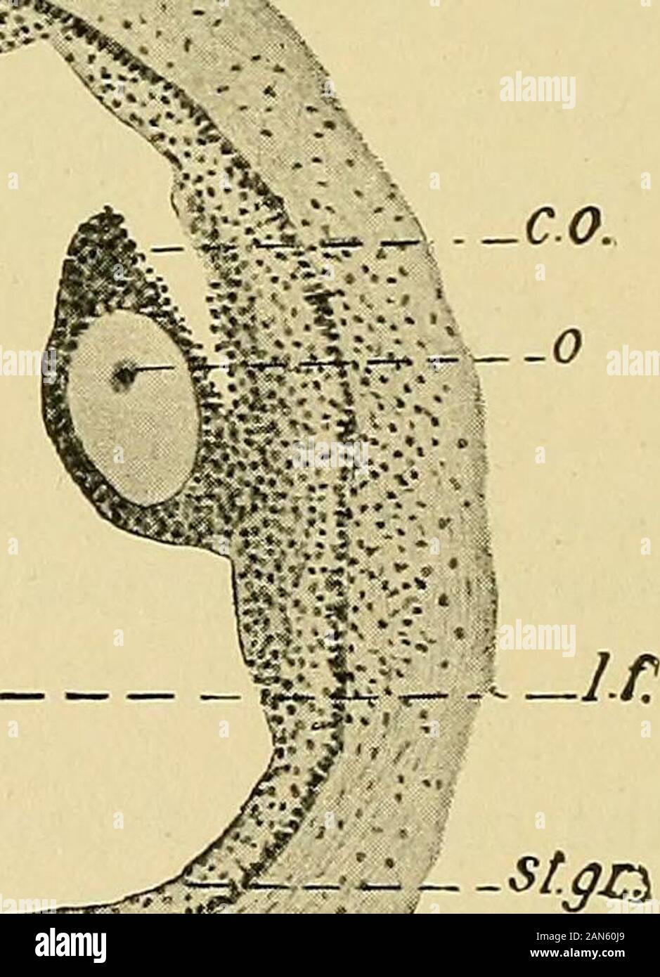 Pathology and treatment of diseases of women . ^jj^ffg^^^^^S^i^p^ - ti. ff-&lt; Fig. 12.—Folliculus Vesiculosus (Graafian Follicle), ti, tunica interna; st gr, stratumgranulosum; If, liquor folliculi; co, cumulus oophorus; o, ovulum; fp, folliculi pri-marii. (Authors preparation. Zeiss, Obj. AA, Oc. 4.) DEVELOPMENT OF THE FEMALE GENITALIA 17 and gets into the tube. Here it is either impregnated or it perishesunfecundated. A hematoma is next formed in the ruptured follicle, surrounded bya macroscopically visible, undulated, yellow cellular membrane, the luteinmembrane (transformed follicular ep Stock Photo