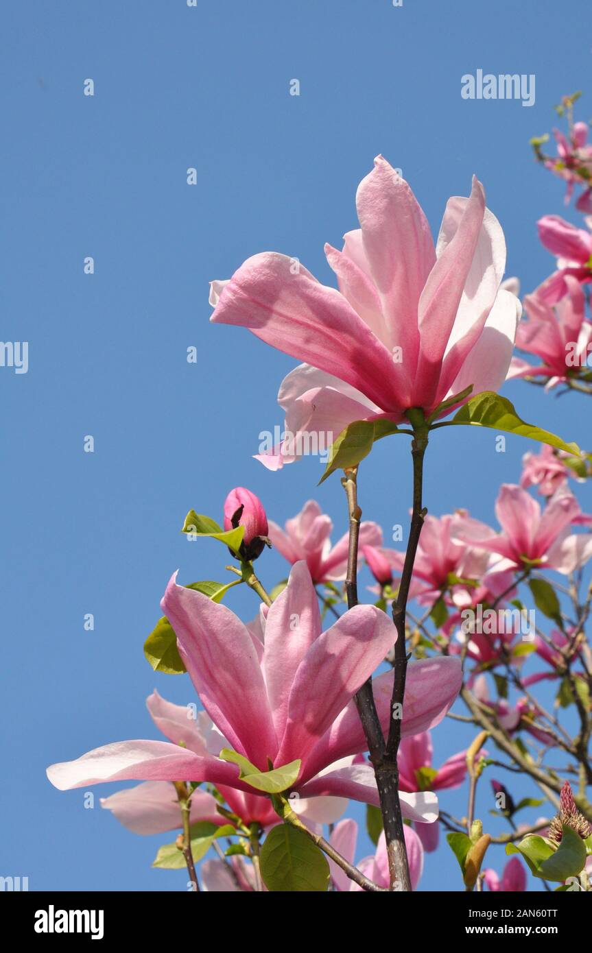 Magnolia tree blossom. Magnolia Susan, pink flowers. Spring flowering against the blue sky. Stock Photo