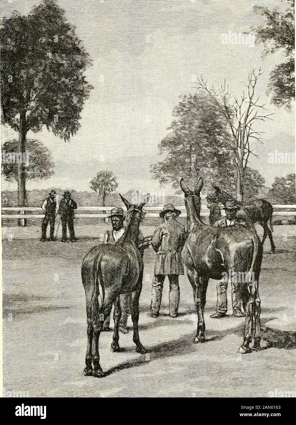 The blue-grass region of Kentucky : and other Kentucky articles . ithea-tre, the dresses, and the dinners, have gone the mis-cellaneous amusements of which the fair was ere-while the mongrel scene and centre. The idealfair of to-day frowns upon the side-show, and dis-cards every floating accessory. It would be self-sufficient. It would say to the thousands of peoplewho still attend it as the greatest of all their organ-ized pleasures, Find your excitement, your relaxa-tion, your happiness, in a shed for machinery, a floralhall, and the fine stock. But of these the great-est attraction is the l Stock Photo