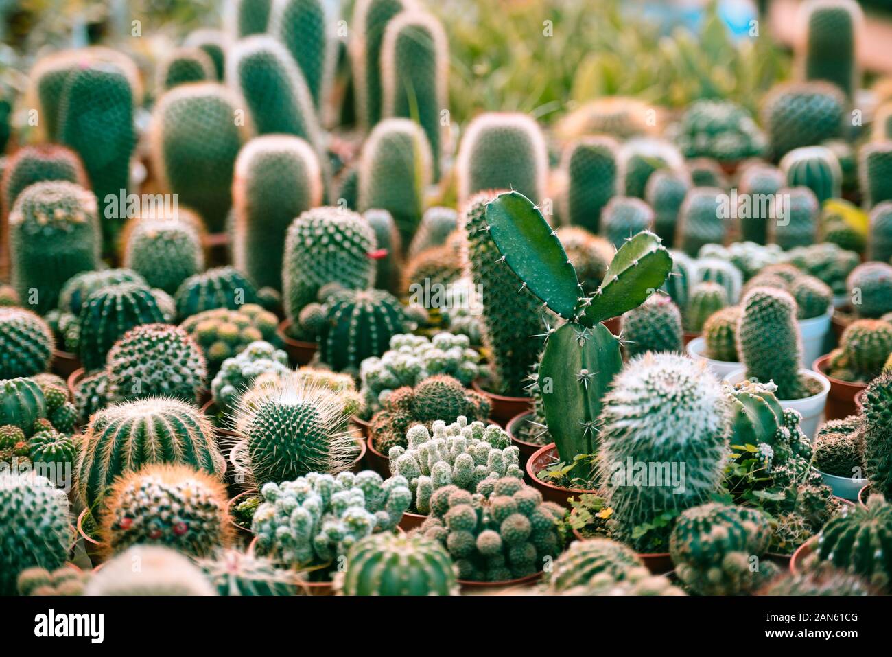 Miniature Cactus Pot Decorate In The Garden Various Types