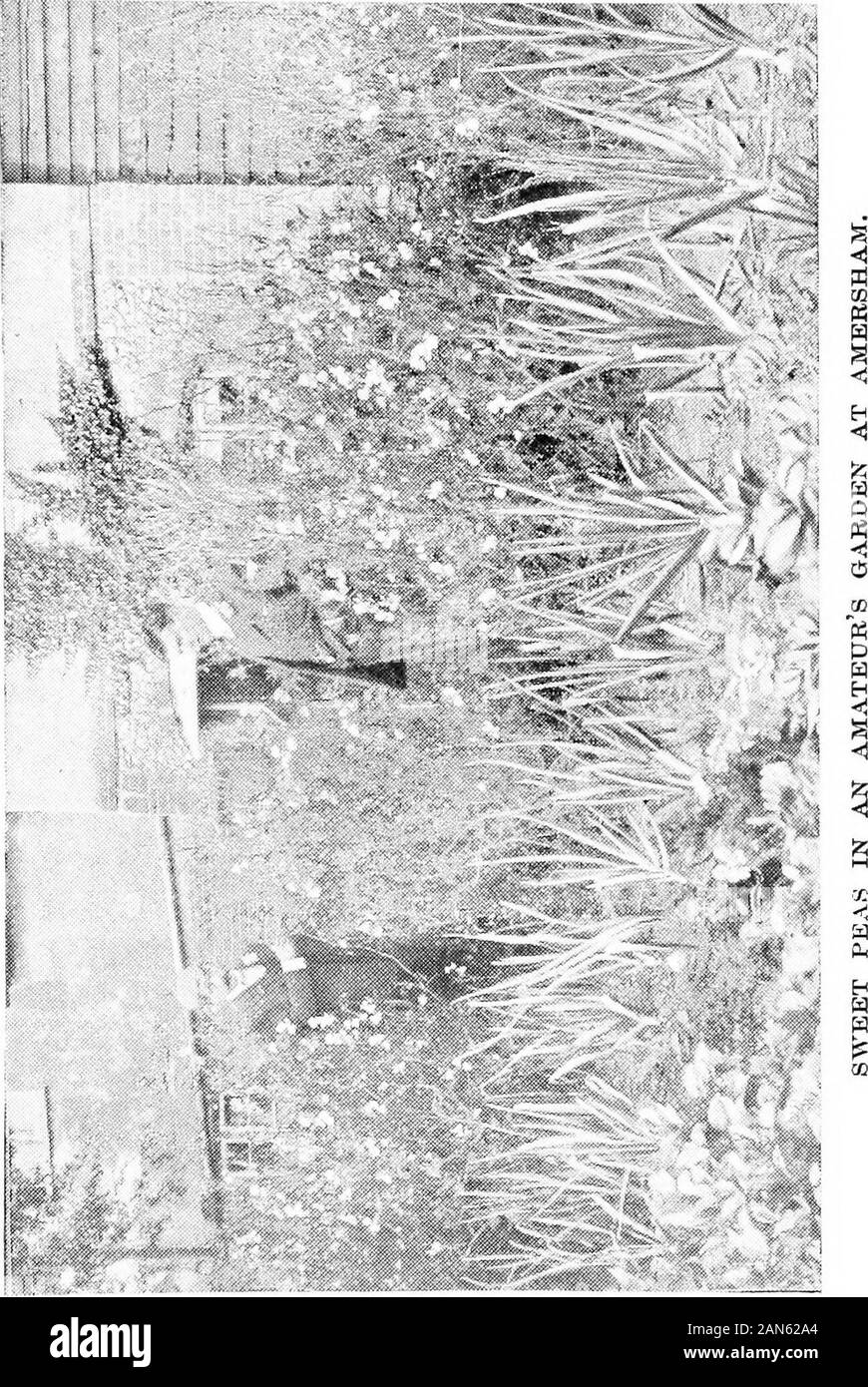 Plants that dont grow in soil Black and White Stock Photos & Images Alamy