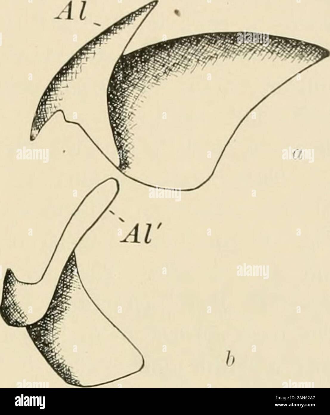 The anatomy of the common squid, Loligo pealii, Lesueur . sthe upper but is less compressed and morecurved so that it fits over the distal end of theinner mandil^le. The inner lamella has muchthe same shape and size as the outer lamella ofthe upper jaw; the outer lamella of this jaw,is a long, broad band which extends backw^ardparallel to the edge of the jaw and forms apair of prominent wings, the alae. The upperjaw is comparatively fixed while the lower rotatesthru an angle of 45° about an axis which passesalmost thru the middle of each side of theinner lamella of the upper jaw. The muscularf Stock Photo