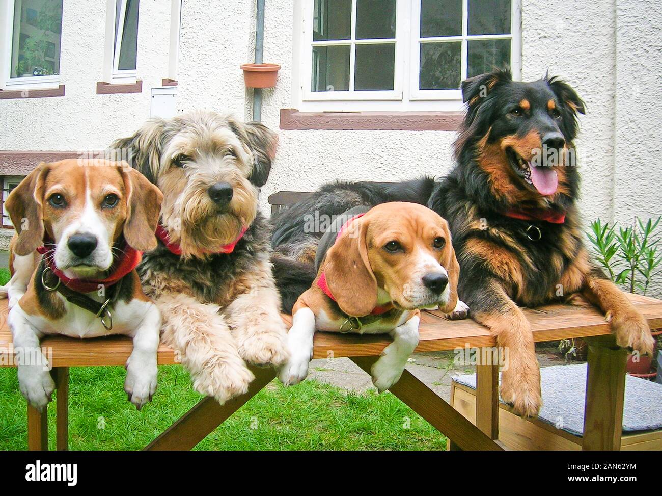 Four different and gentle dogs, sitting together, looking cute Stock Photo