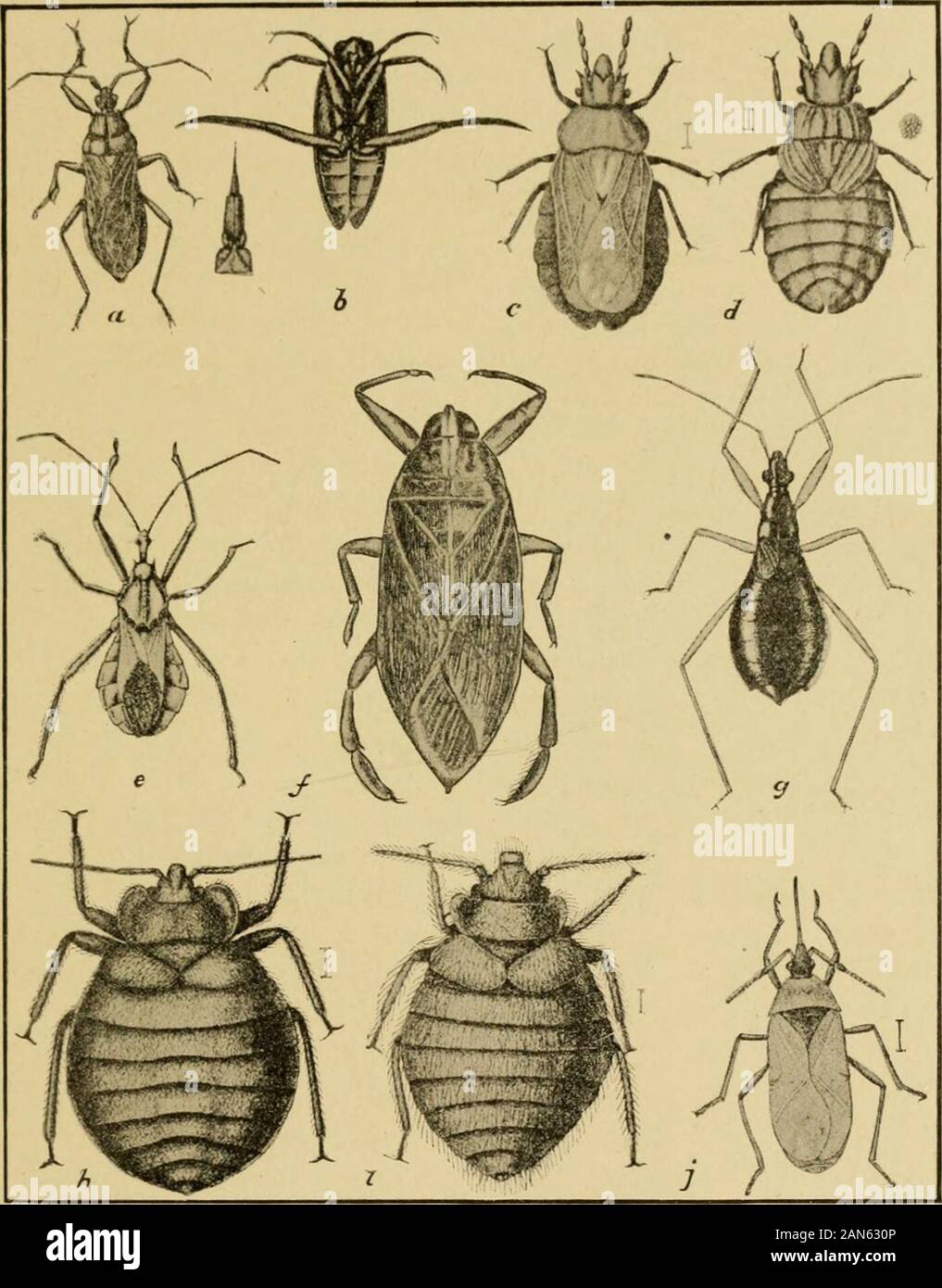 Handbook of medical entomology . 17. Salivary glands ofNotonecta maculata.After Bugnion andPopoff. Hemiptera, or True Bugs 29 Accessory to the salivary apparatus there is on the ventral sideof the head, underneath the pharynx, a peculiar organ which the. 19. Heteroptera, (a) Melanolestes picipes; (b) Notonecta undulata; (c.d) Aradus robustus(c) adult, (d) nymph, much enlarged; (e) Arilus cristatus; (/) Belostoma americana;(g) Nabis (Coriscus) subcoleoptratus, enlarged; (/») Cimex lectularius, (») Oeciacusvicarius, much enlarged; (j) Lyctocoris fitchii, much enlarged After Lugger. Germans have Stock Photo