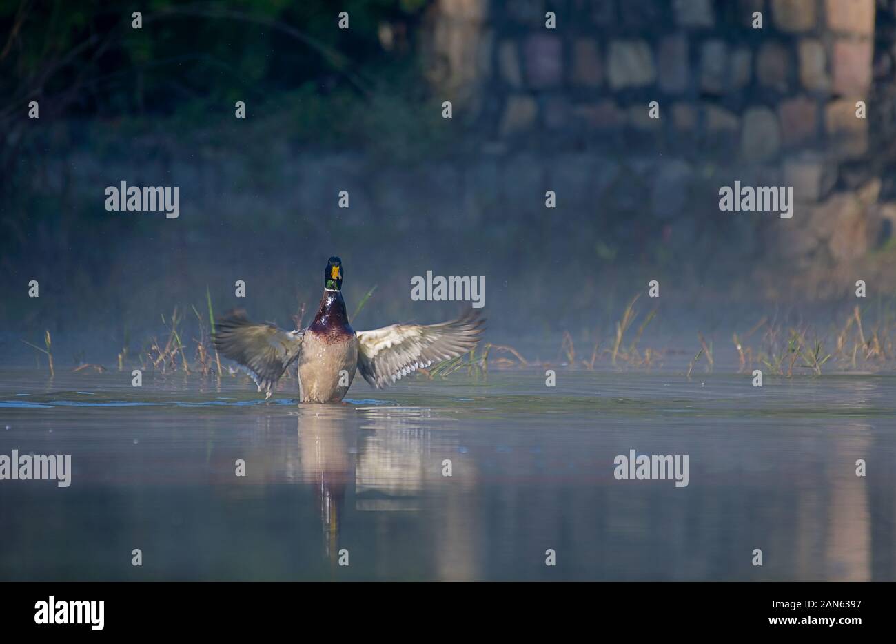 Water birds of india hi-res stock photography and images - Alamy