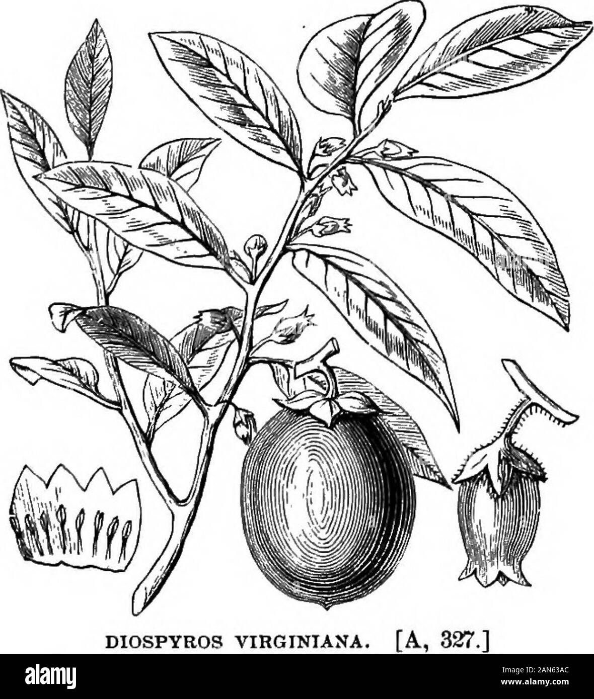 An illustrated encyclopædic medical dictionaryBeing a dictionary of the technical terms used by writers on medicine and the collateral sciences, in the Latin, English, French and German languages . eaves and fruits of which are em-ployed in aphthee and ophthalmia. The bark is used in fevers andgastralgia, and the seeds yield an oil used as a mild purgative.[B, 180 («, 24).]—D. melanoxylon. Ft., plaqueminier d boia noir.Ger., Schwarzholzbaum. The Coromandel ebony-tree. The barkis astringent and is applied to ulcerations, and, mixed with blackpepper, is used in dysentery. It is one of the specie Stock Photo