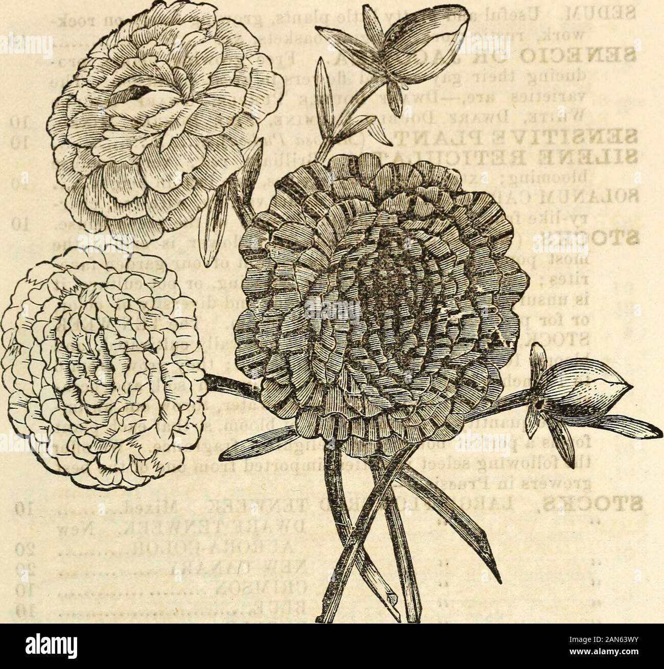 Dreer's garden calendar 1872 . Of dwarf compact growth, profusion of bloomthroughout summer and late autumn. The varieties are,—MuLTiFLORA, Tosy pink; Ocymoidies, a perennial variety, one of the finest plants for covering rock work each, 10 * CALABRICA MARGINATA. Color rose and white 10 SCARLET RUNNER. {Phaseolus Coccineus) Flowering Bean.... 6SCABIOSA {Mourning Bride, or Sweet Scabius). Plants withbeautiful flowers; adapted for border cultivation, hardy. * Fine German varieties ; mixed 6 * Stellata (Starry Mourning Bride) 6 * NANA. Dwarf. CANDIDISSIMA. White, each 10 SCHIZANTHTJS. A splendid Stock Photo