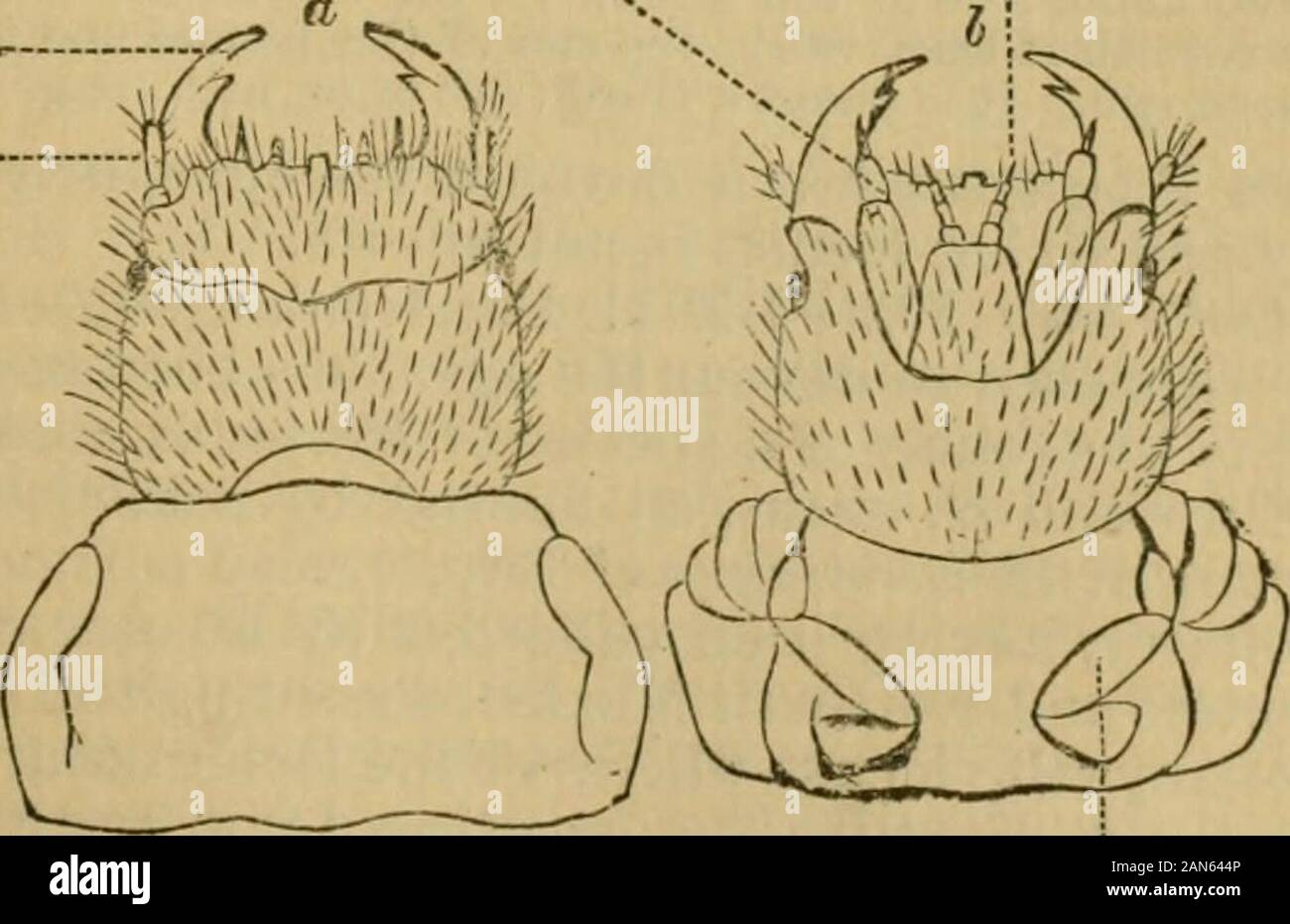 Report on the Rocky Mountain locust and other insects now injuring or likely to injure field and garden crops in the western states and territories . ^ first report as State entomologist of Massachusetts.. Fig. 2.—Head of larva of hvo-Uned Telephorus, enlarged. ^ a, top view of head and prothoracic segment; at, antenna;; md, mandibles; h, underside showing mp the maxillary palpi; Ijp, labial i)alpi ; /, lirst i&gt;air of feet. The beetles of this and other species which belong to the family offire-flies feed on the leaves of forest deciduous trees, especially the birch. 662 REPORT UNITED STATE Stock Photo
