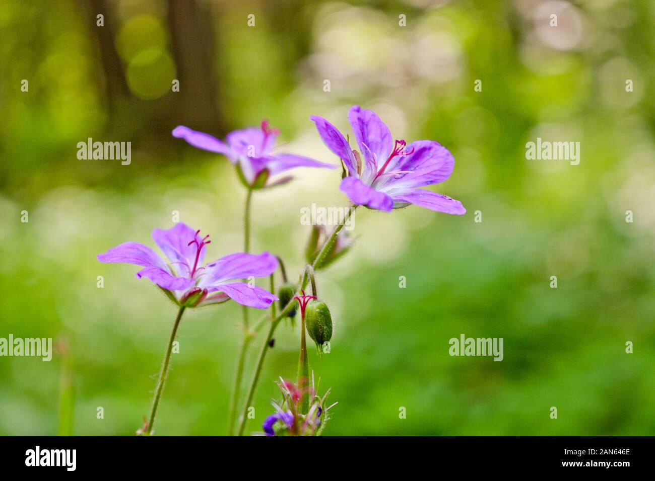 Flowers of forest geranium (Geranium sylvaticum L.) - a medicinal plant. Blurred background and selective soft focus. Stock Photo