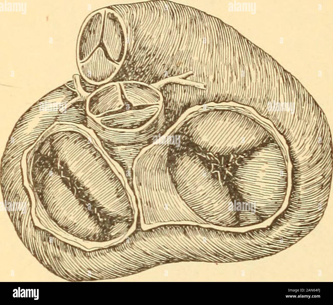 Anatomy, physiology and hygiene for high schools . Interior of heart, showing right auricleand ventricle and valves. rt, auricle; c, semilunar valve; i, inferior venacava; p, pulmonary artery: s, superior vena cava;t, tricuspid valve; v, ventricle. 158 PHYSIOLOGY AND HYGIENE. Heart valves. Structure of the heart. The heart is composed of musculartissue of a special kind, described iu the chapter upon themuscles. This muscular wall is lined without by the cardiaclayer of the pericardium, within by a membrane known as the endocardium (G-reek en-don, within, and Iardia,heart). This membrane has a Stock Photo