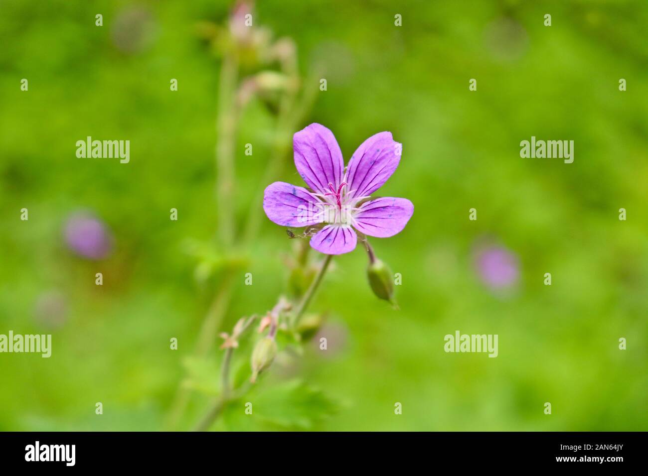 Flowers of forest geranium (Geranium sylvaticum L.) - a medicinal plant. Blurred background and selective soft focus. Stock Photo