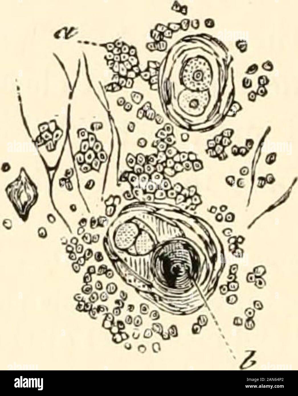 Thymus gland histology hires stock photography and images Alamy