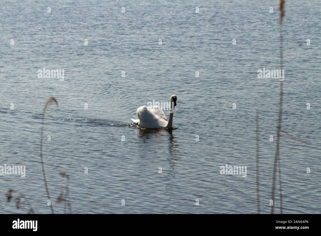 Surface of blue water with grasses and swan Stock Photo - Alamy