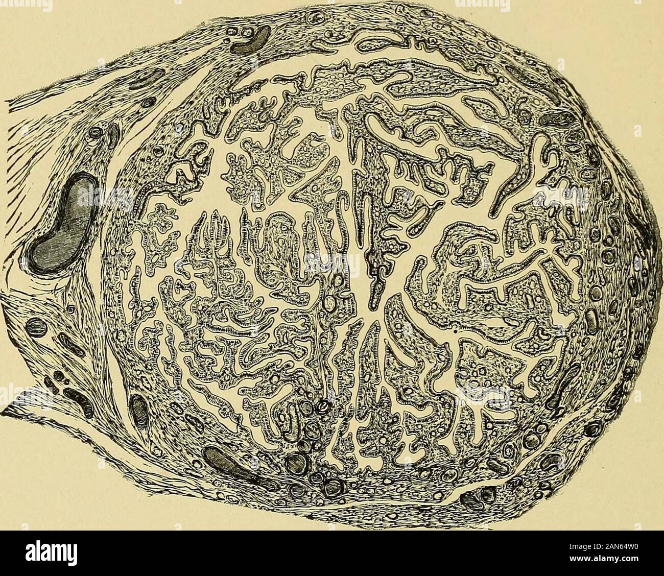 Pathology and treatment of diseases of women . iscontinued into the extensive and dense connective tissue of the cervical ***r7elm . ?*?&?  Fig. 8.—Transverse Section through a Normal Tube at the Interstitial Portion.(Authors preparation. Hartnack, Obj. 2, Oc. 3.) wall. The latter contains a much more scanty smooth musculature thanthe corpus uteri (see Figs. 6 and 6a). 12 DISEASES OF WOMEN The cervical mucous membrane is sharply separated from the mucosacorporis at the internal os uteri. The corporeal mucosa is perfectly smooth on the surface in contra-distinction to the richly folded cervica Stock Photo
