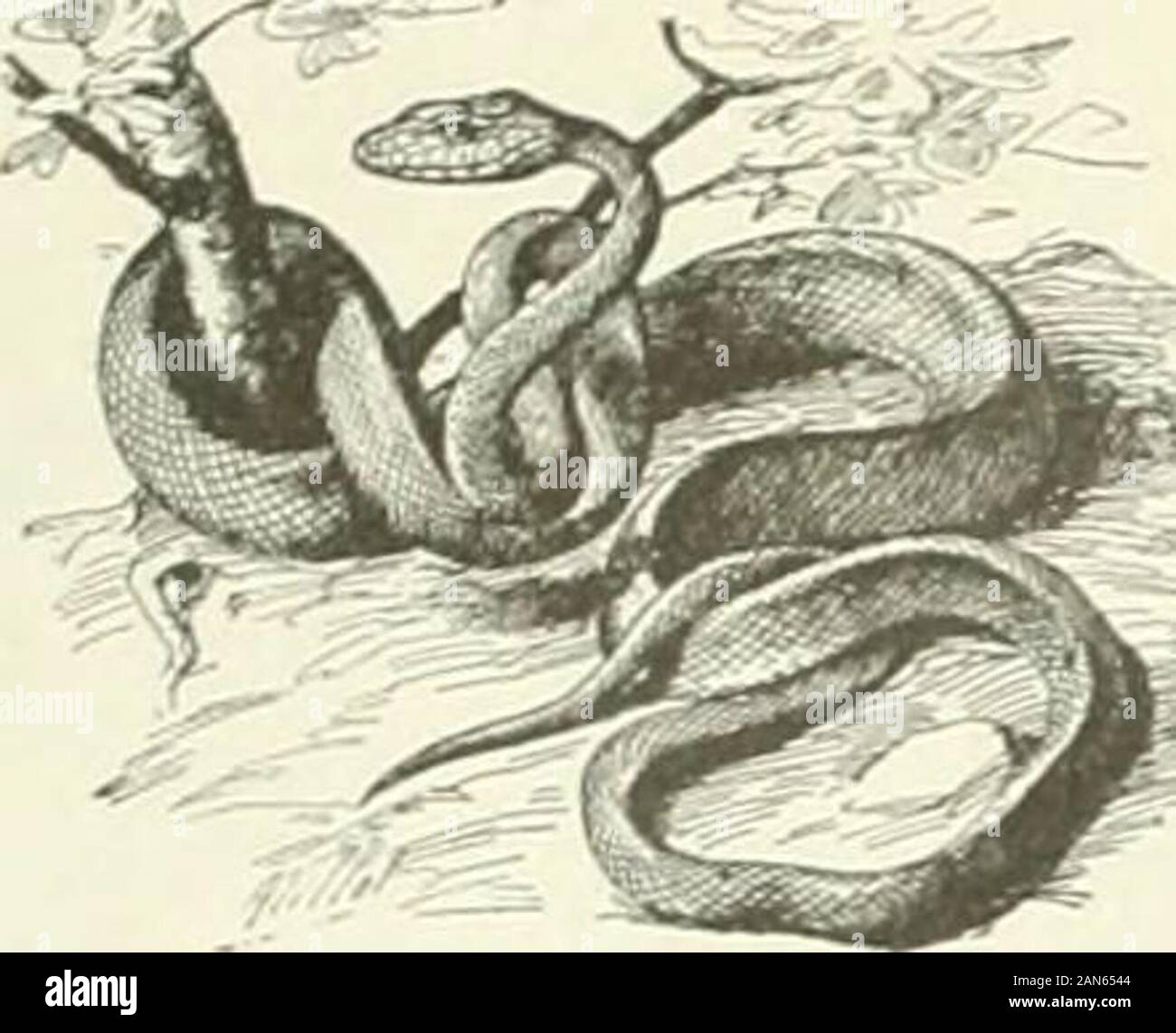 Larousse Rats Herpa hi-res stock photography and images - Alamy