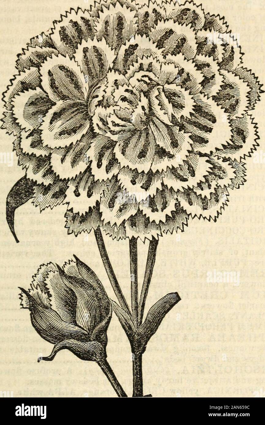 Dreer's garden calendar 1872 . erennis.) Finest double imported 20 t. p.^ DAHLIA. Saved from fine double varieties 20 DATURA. An ornamental class of plants, very showy. In largeclumps and borders of shrubbery they produce an excellenteffect, the following are the most desirable.. «« ATROVIOLACEA PLENISSIMA, from Cochin China, 4J feet high, flowers dark violet 25 « FASTUOSA HUBERIANA. Superb variety, 5 feet in height,with large double lilac flowers, inner parts almost pure white, valuable annual for groups 25 *• HUMULIS. A rare and ornamental plant, with large, con-spicuous, double-drooping flo Stock Photo